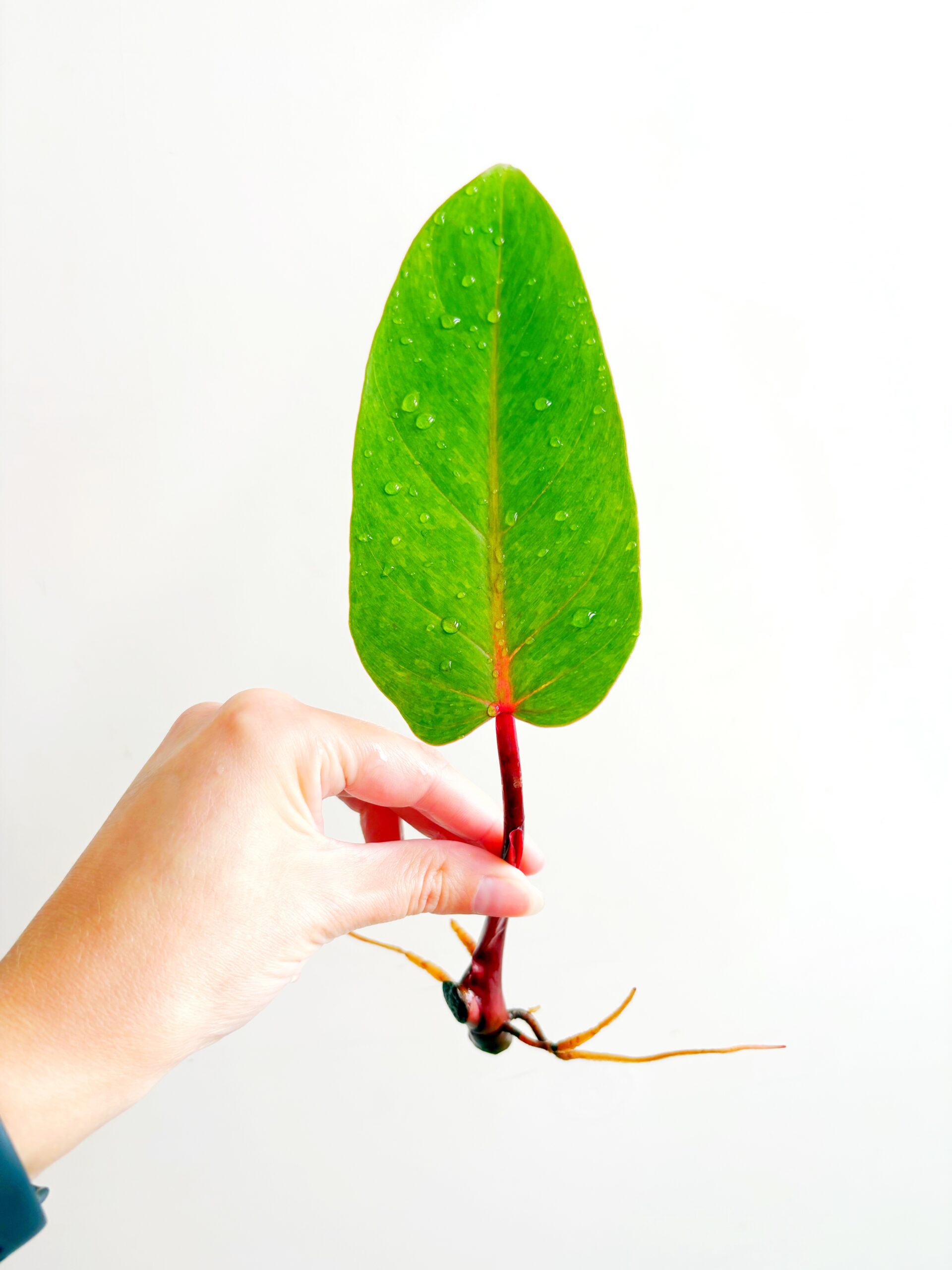 Philodendron Painted Lady geworteld #21