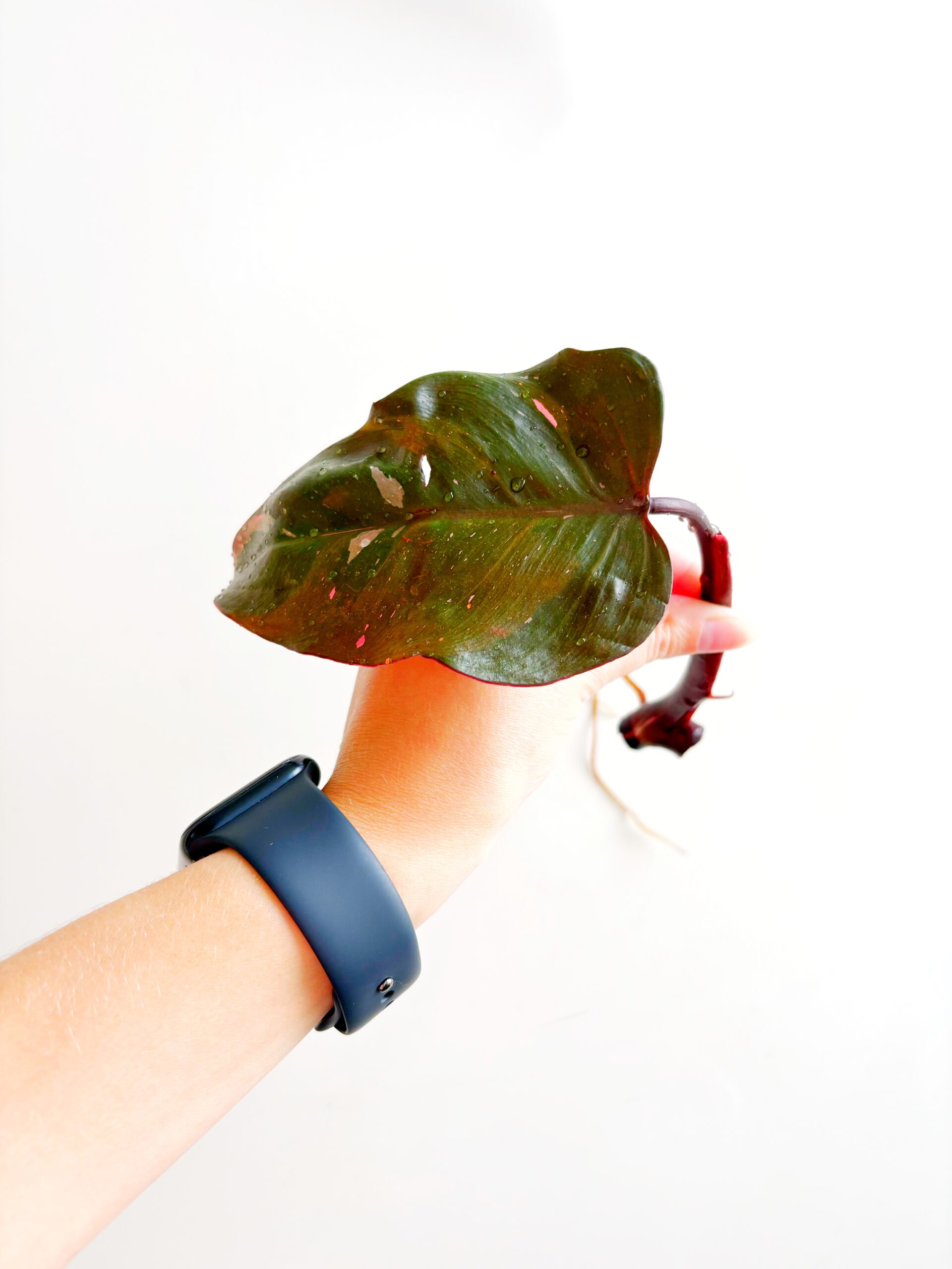 Philodendron Pink Princess geworteld #2