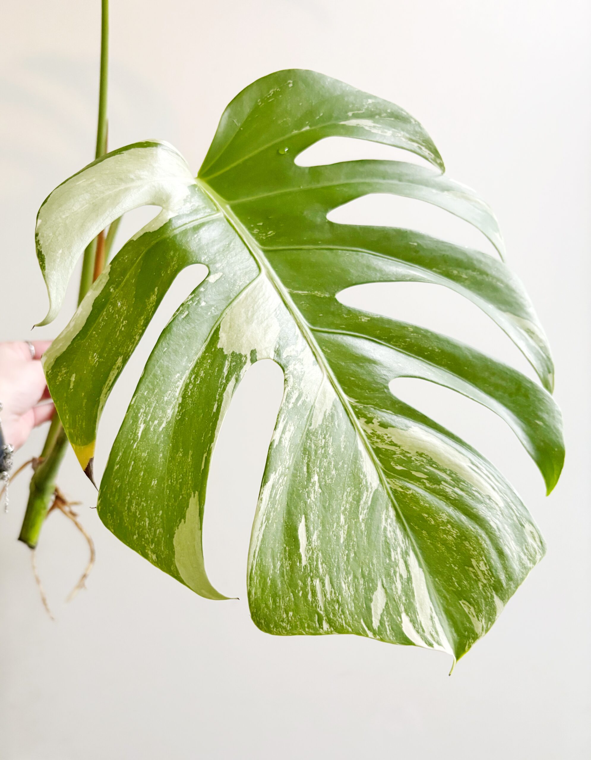 Monstera Variegata geworteld #2-2