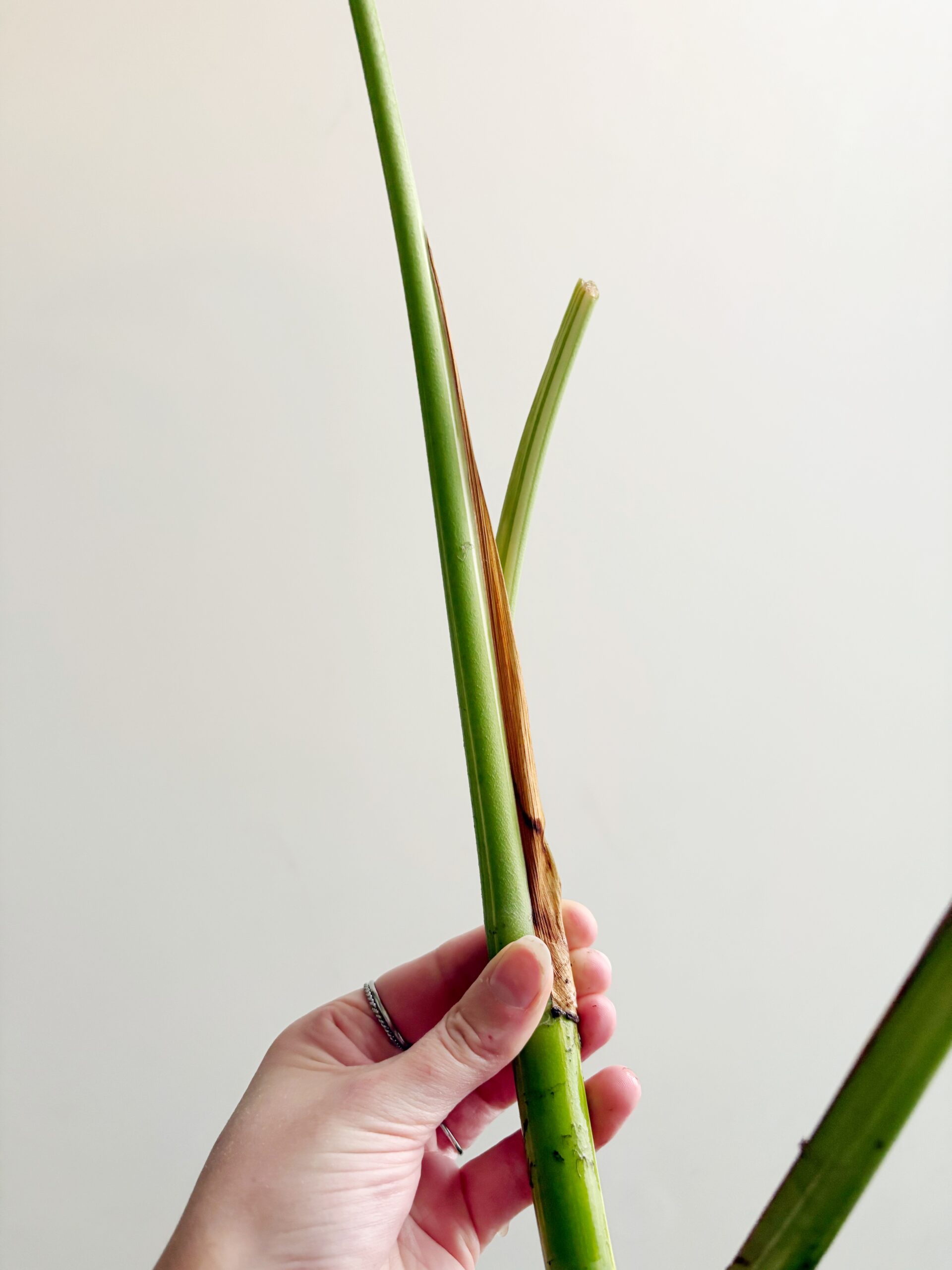 Monstera Variegata geworteld #2-4