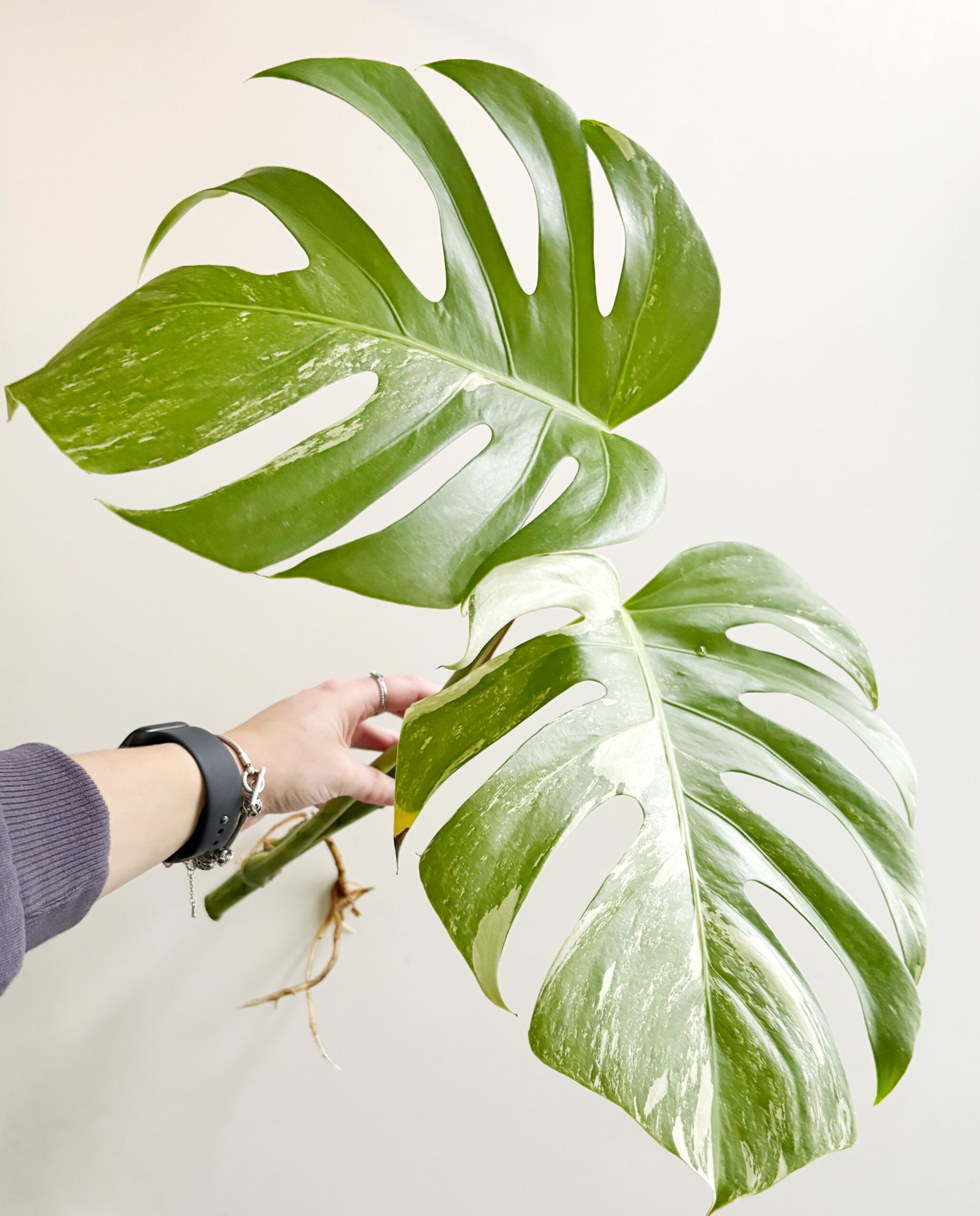 Monstera Variegata geworteld #2