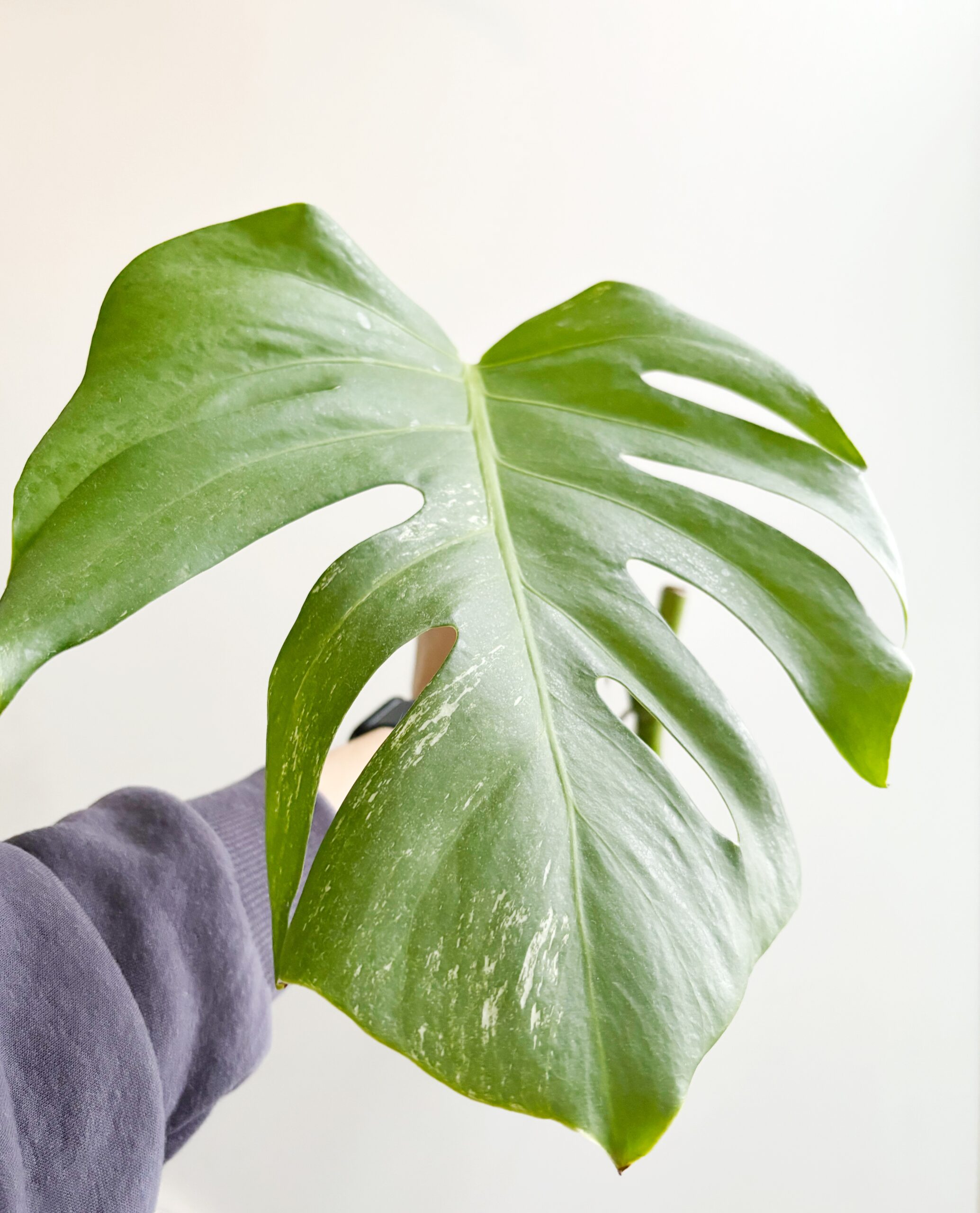 Monstera Variegata geworteld #3-2