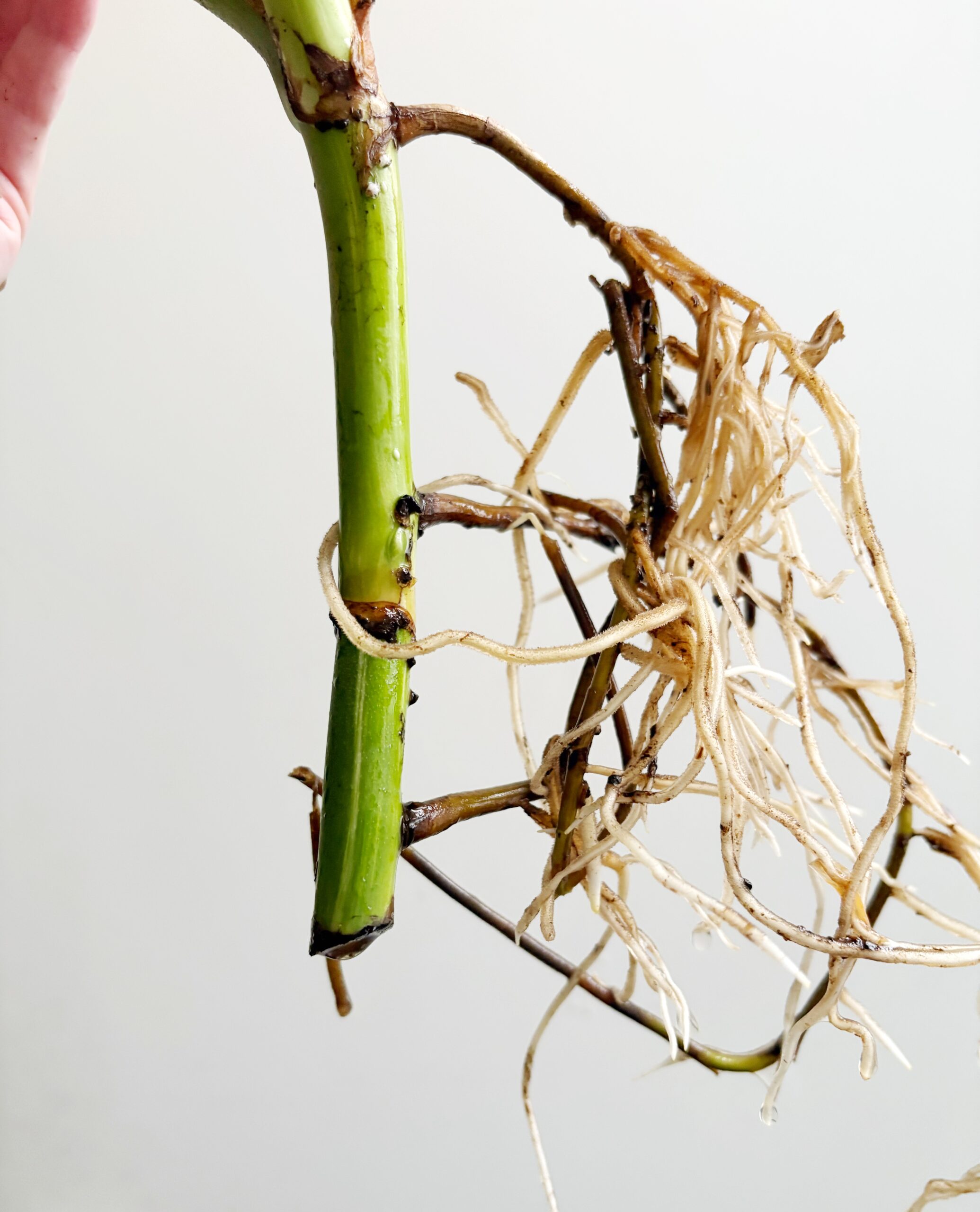 Monstera Variegata geworteld #3-3