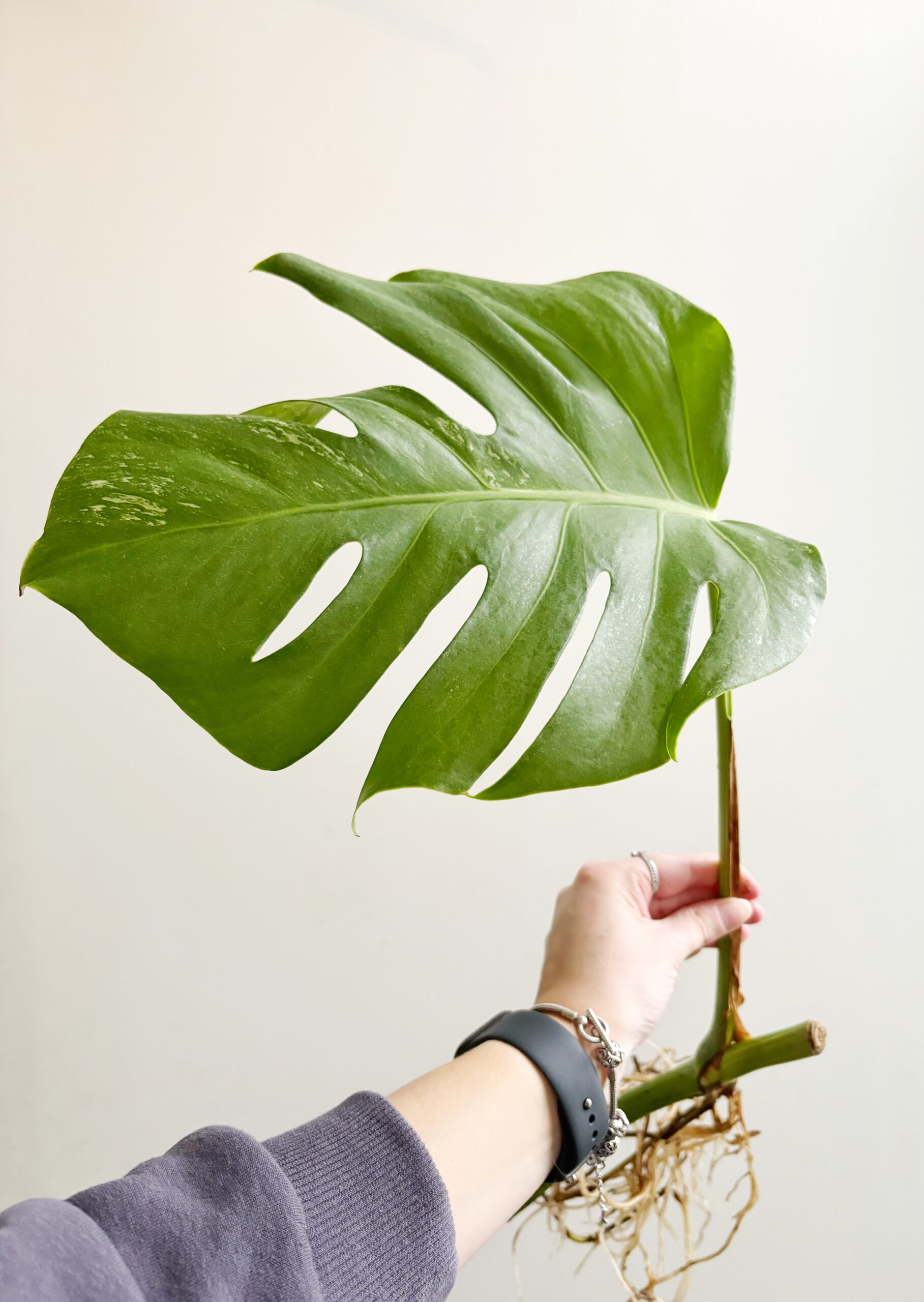 Monstera Variegata geworteld #3
