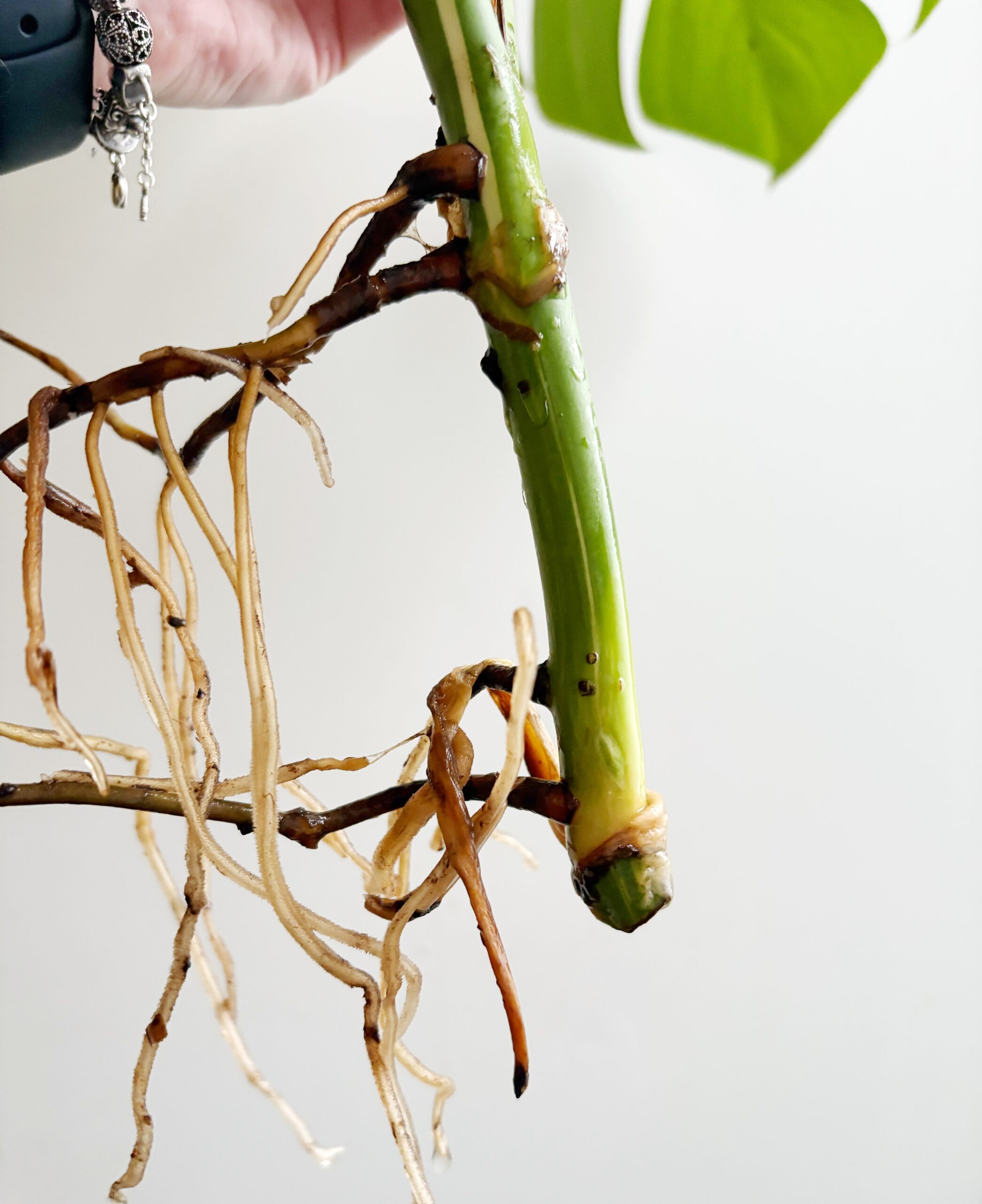 Monstera Variegata geworteld #4-2