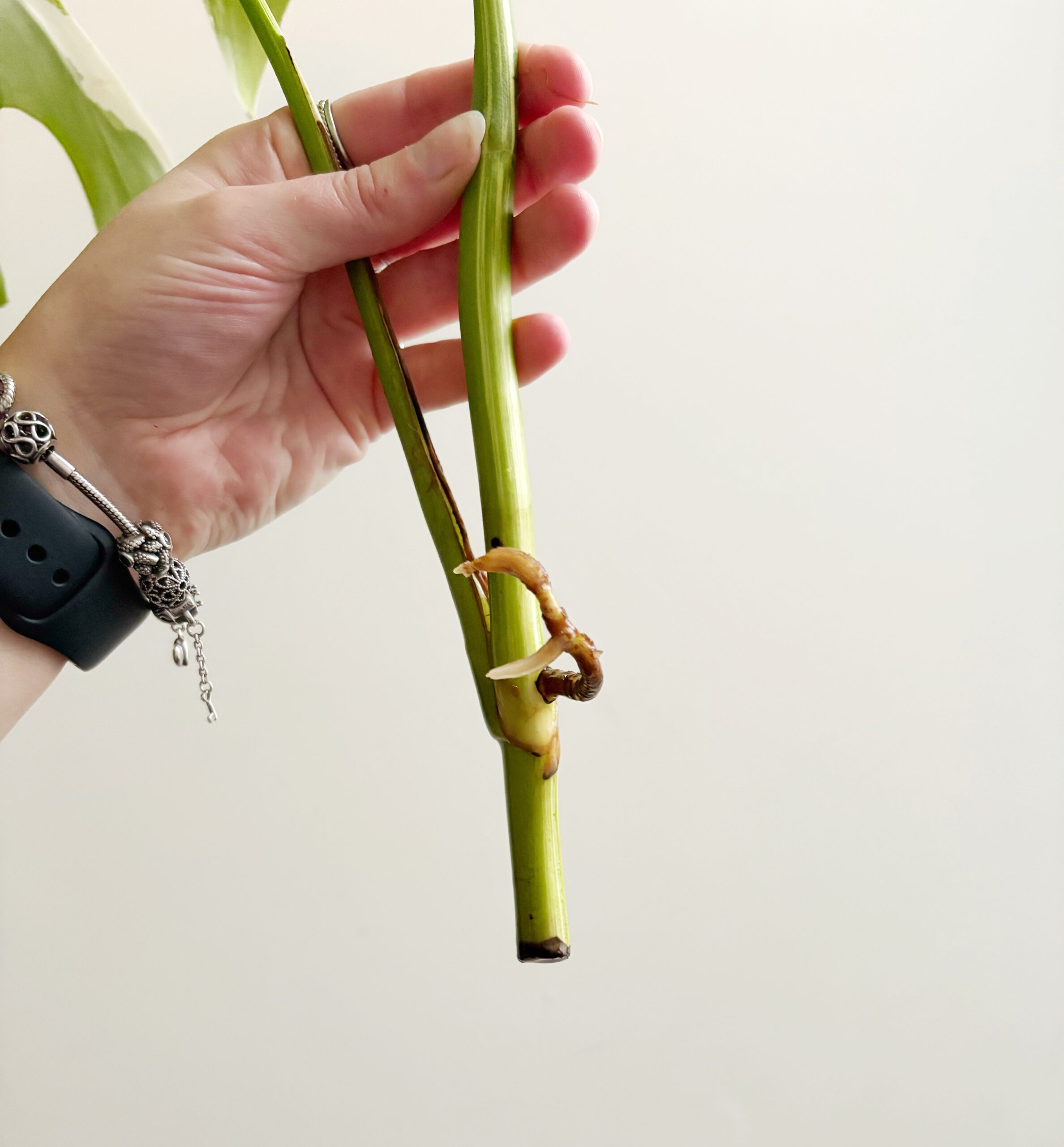 Monstera Variegata geworteld #5-3