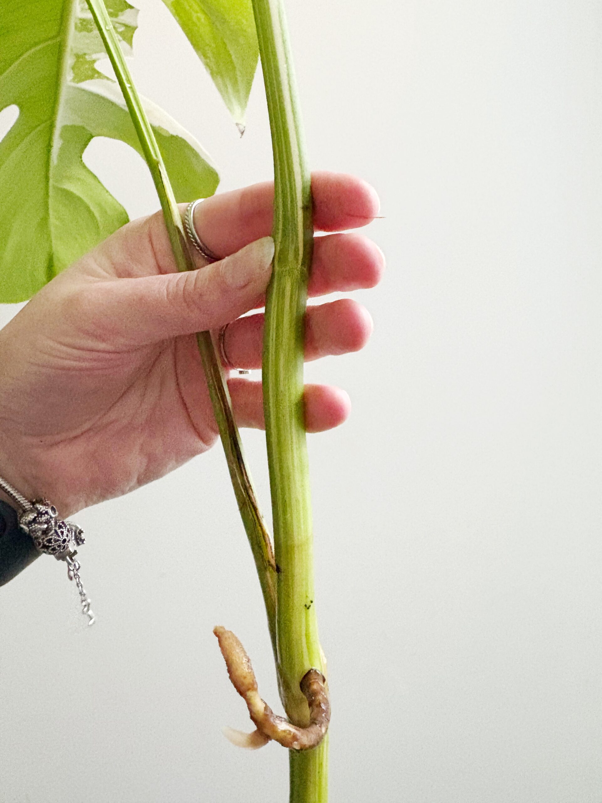 Monstera Variegata geworteld #5-4