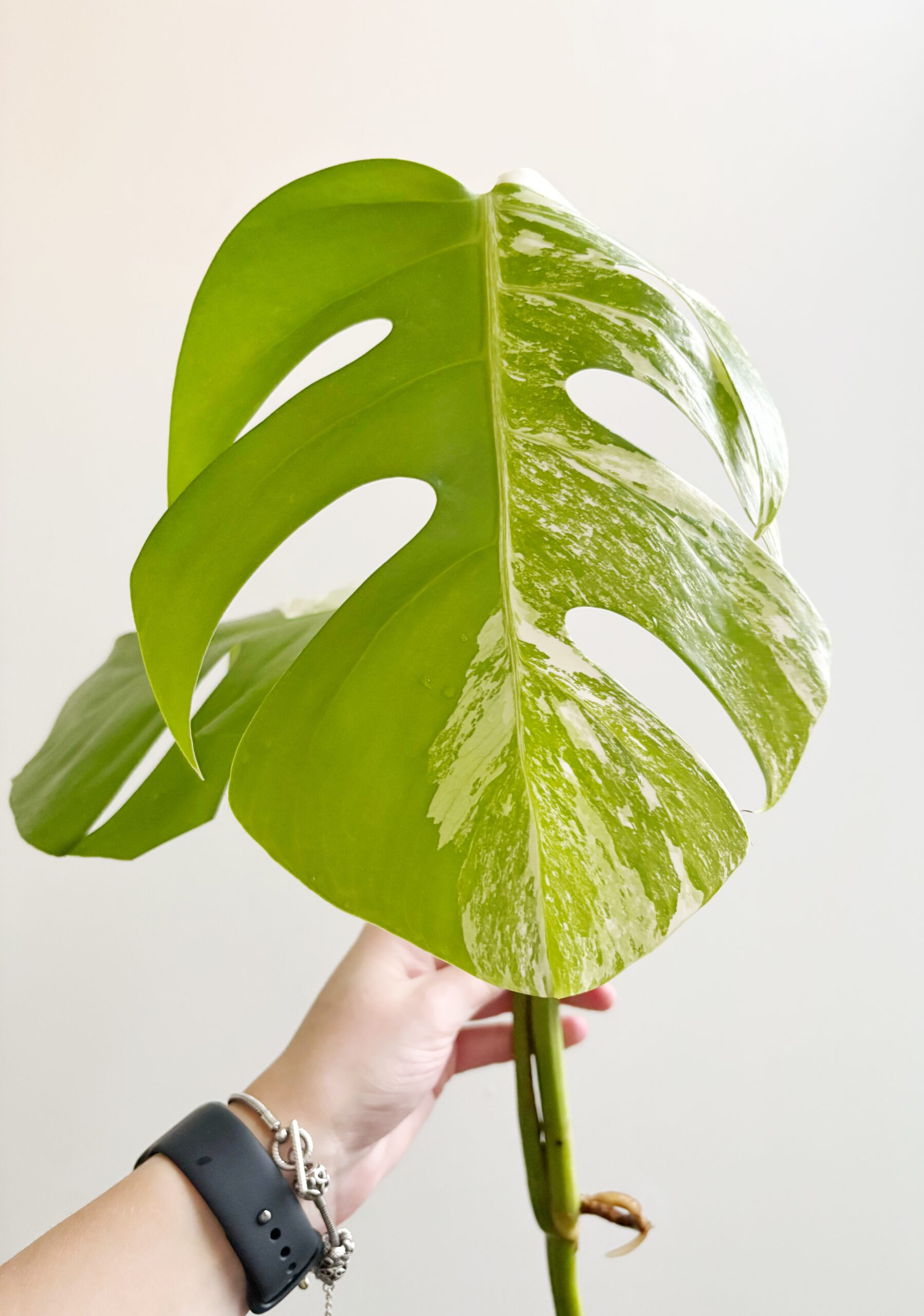 Monstera Variegata geworteld #5