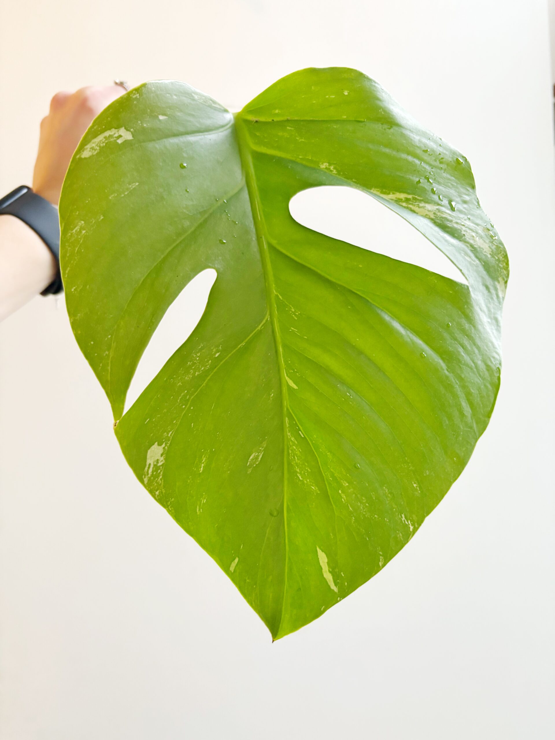 Monstera Variegata geworteld #6