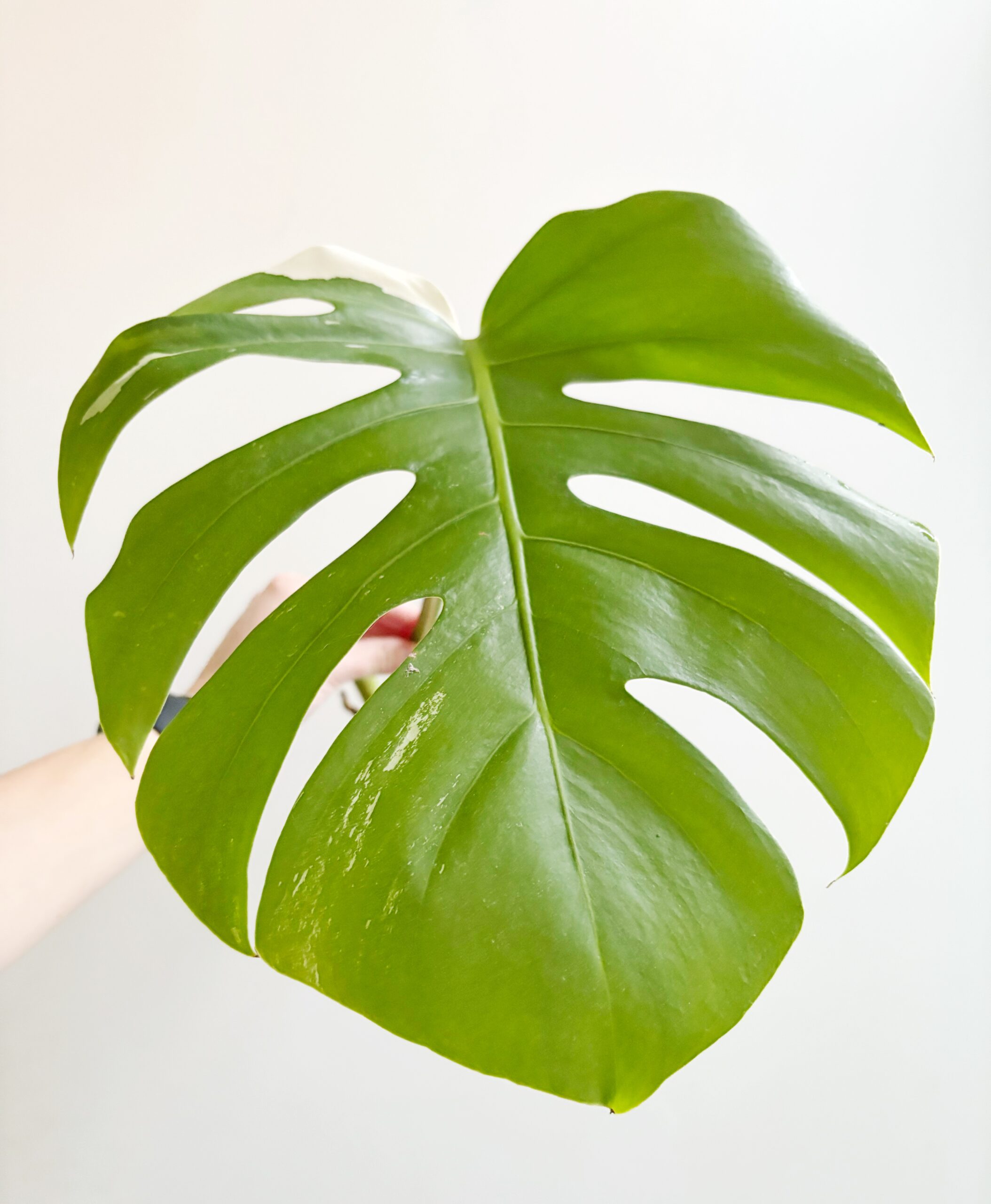 Monstera Variegata geworteld #7