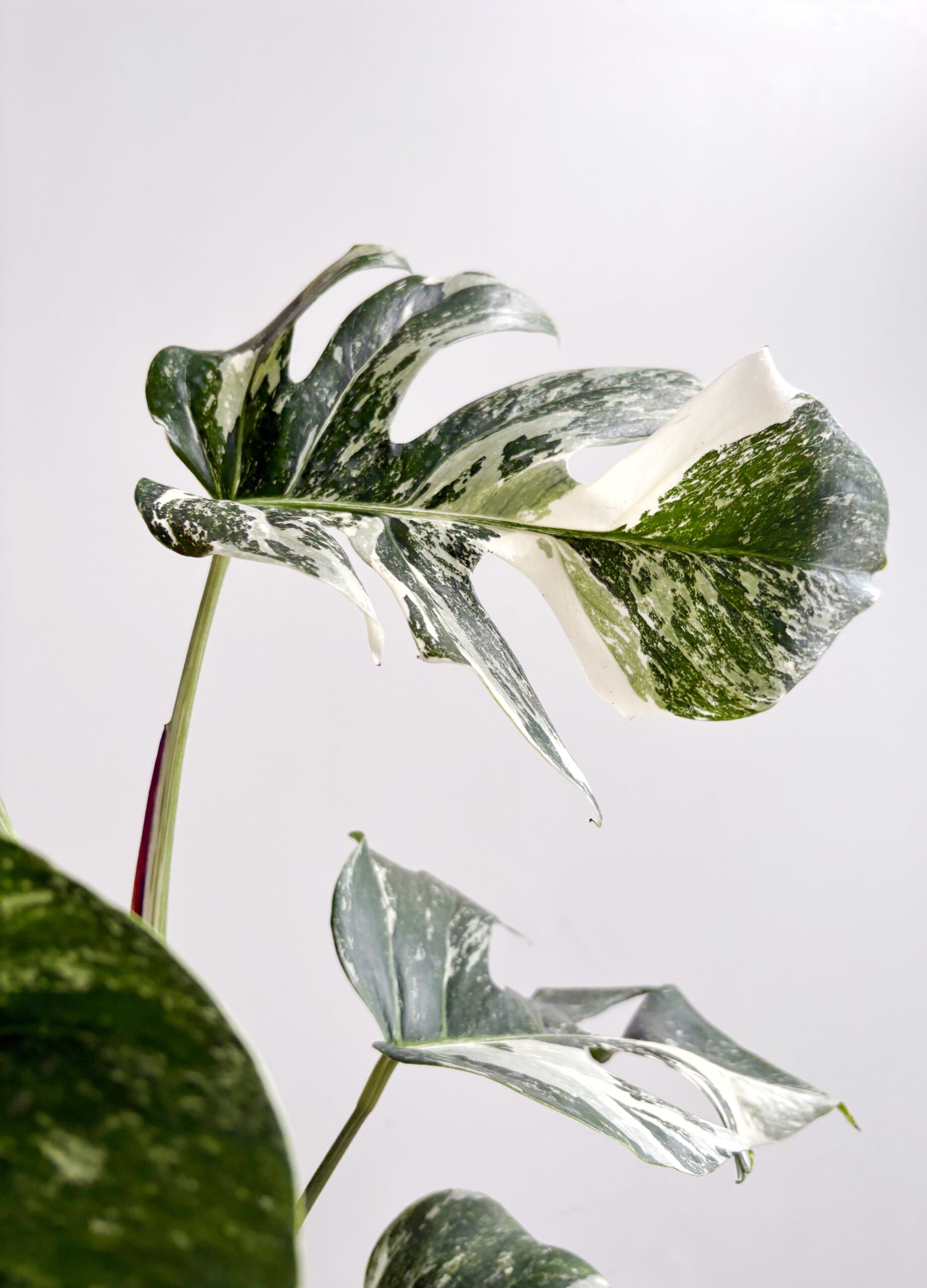 Monstera Albo Variegata 3