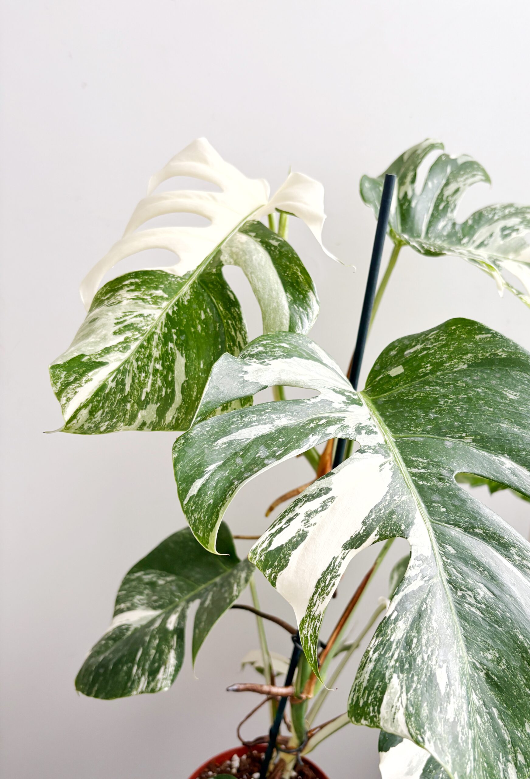 Monstera Albo Variegata 4