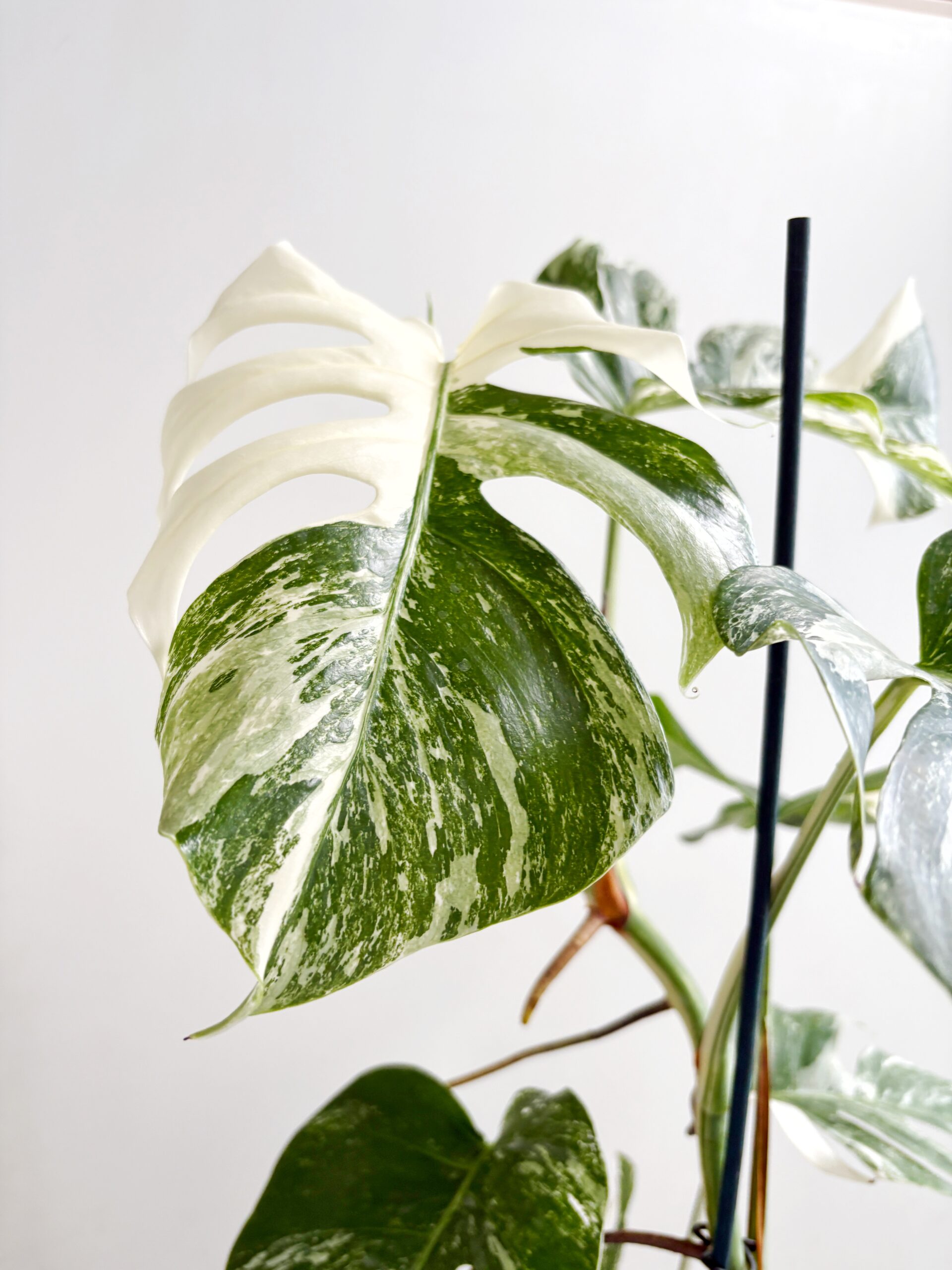 Monstera Albo Variegata