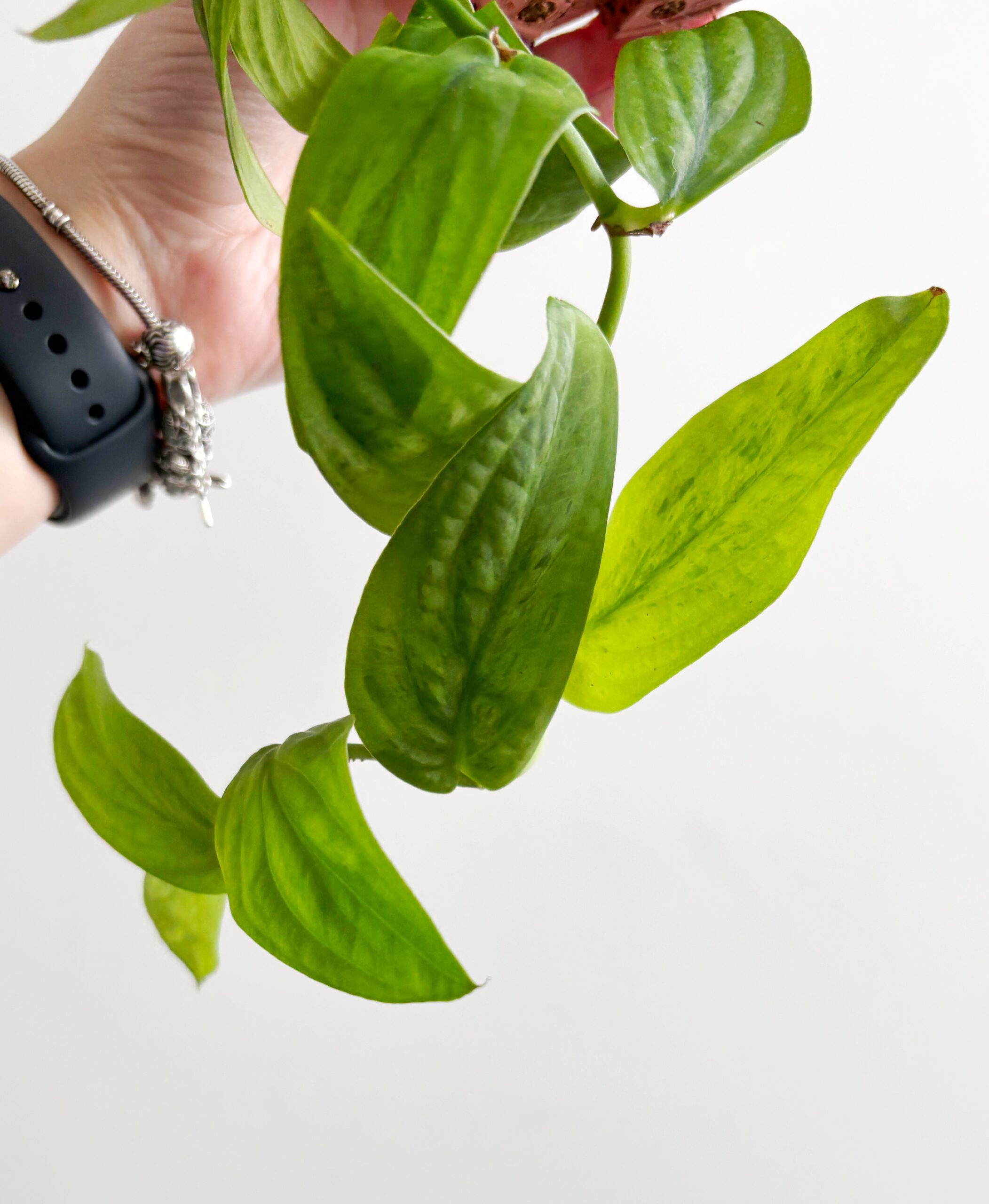 Rhaphidophora Korthalsii Variegata