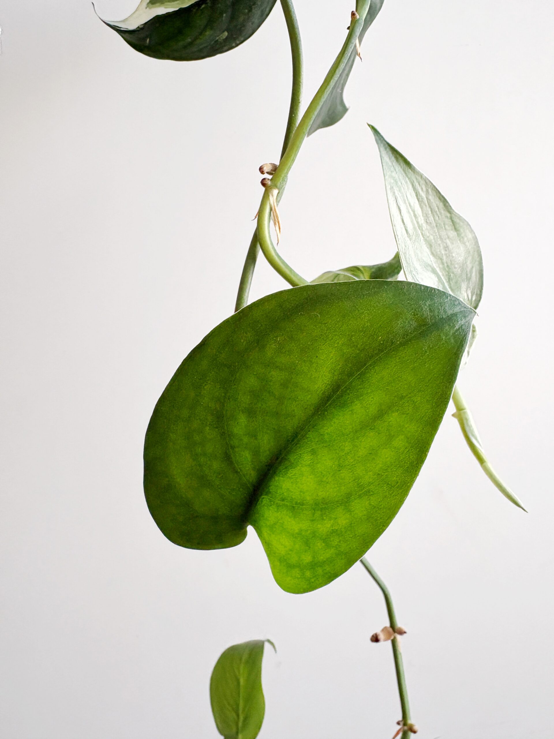 Scindapsus Jade Satin Albo Reverted