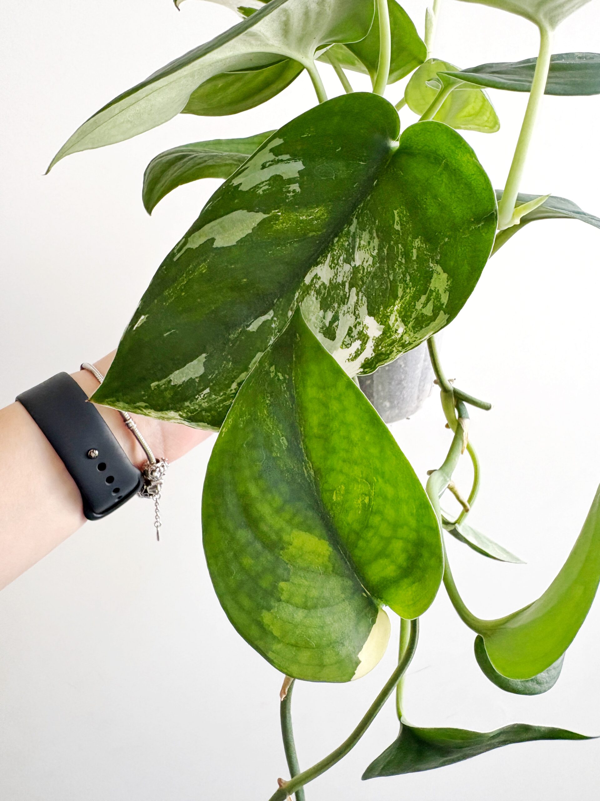 Scindapsus Jade Satin Albo