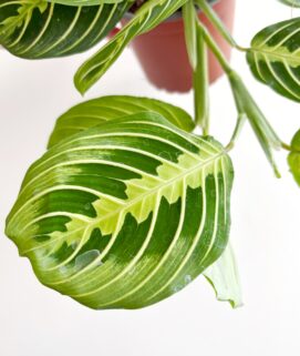 Maranta Lemon Lime