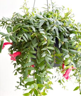 Aeschynanthus Japhrolepis – Lipstickplant