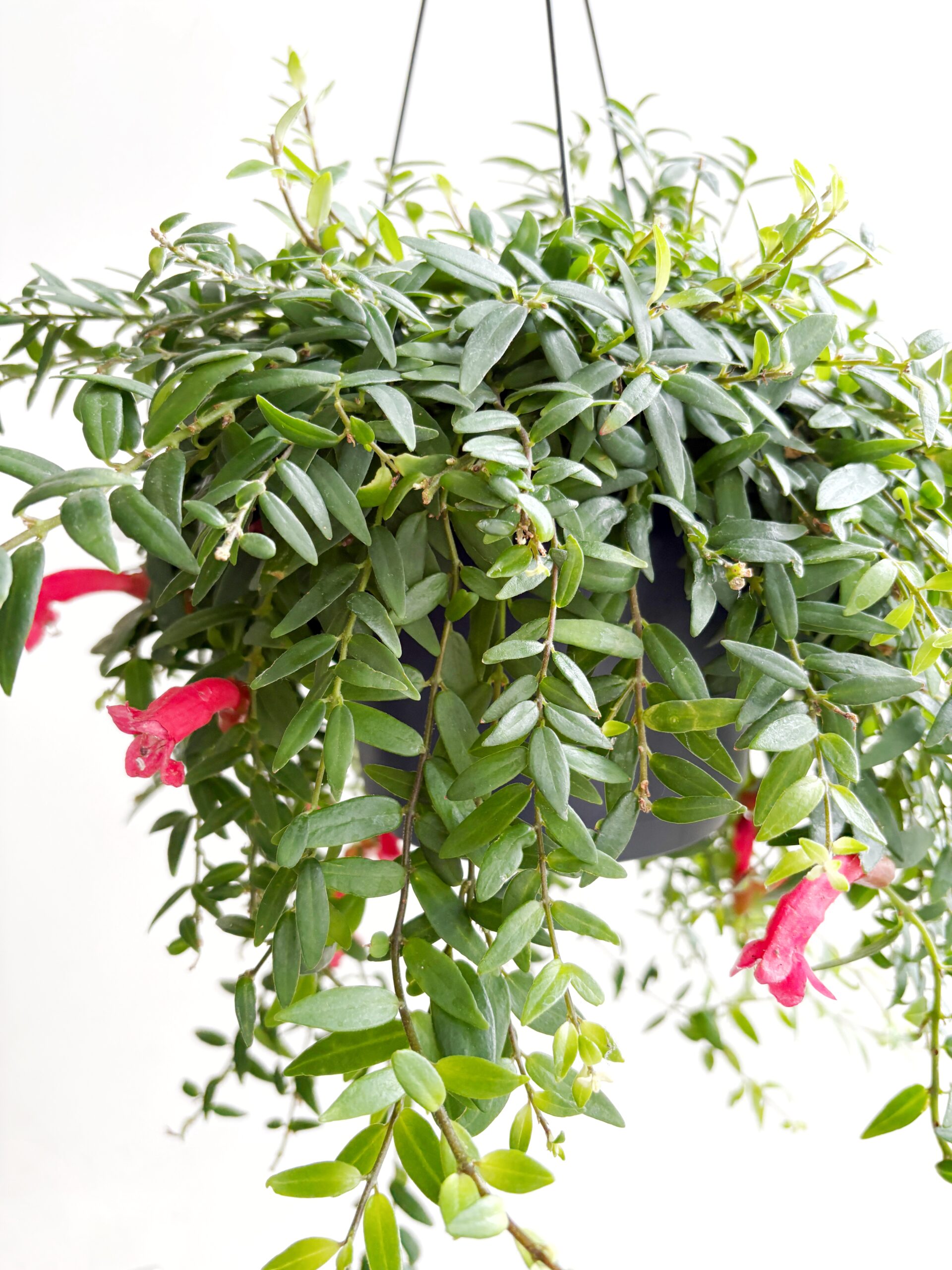 Aeschynanthus Japhrolepis – Lipstickplant
