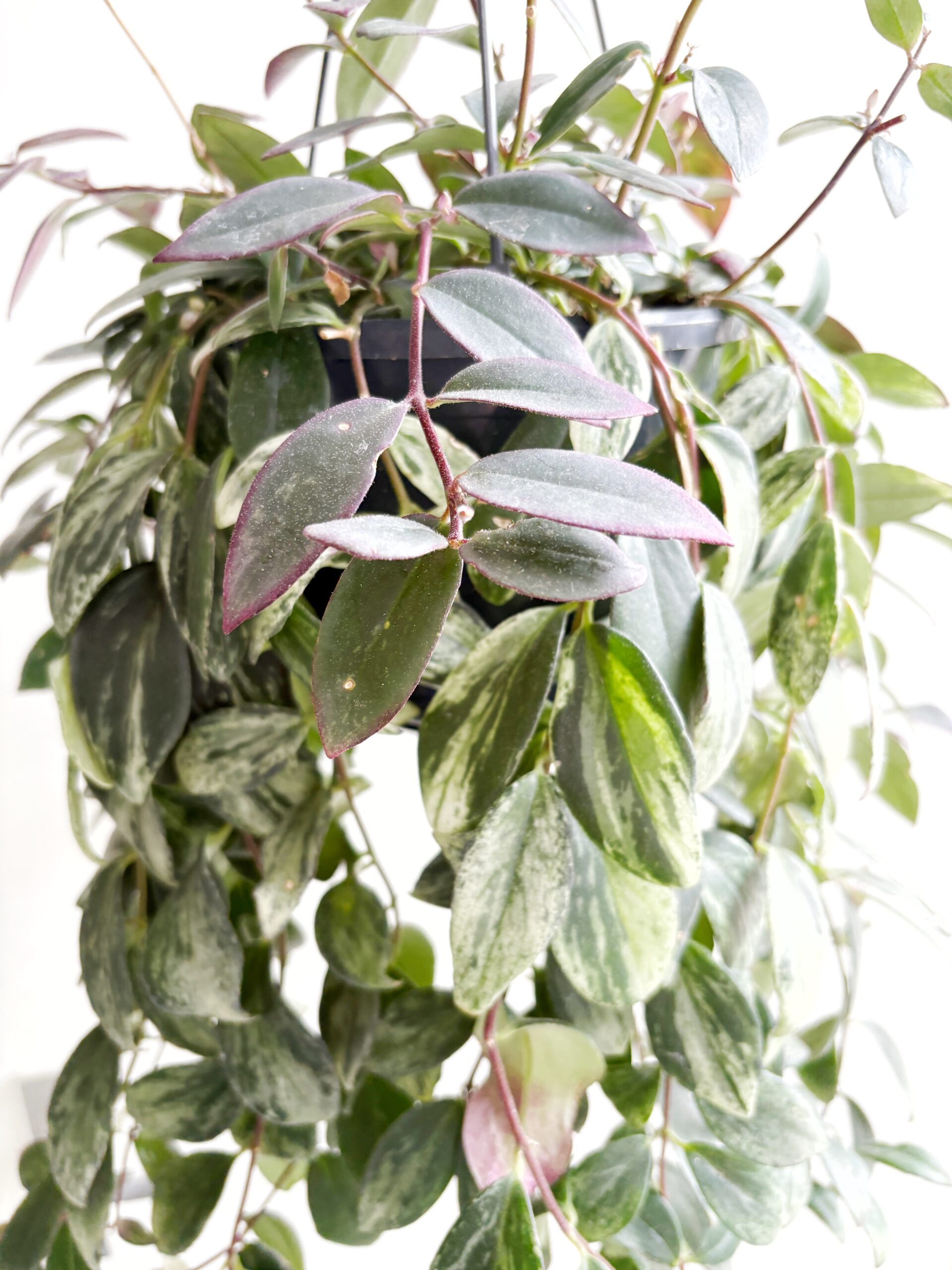 Aeschynanthus Radicans Variegata - Afbeelding 3