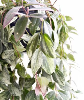 Aeschynanthus Radicans Variegata