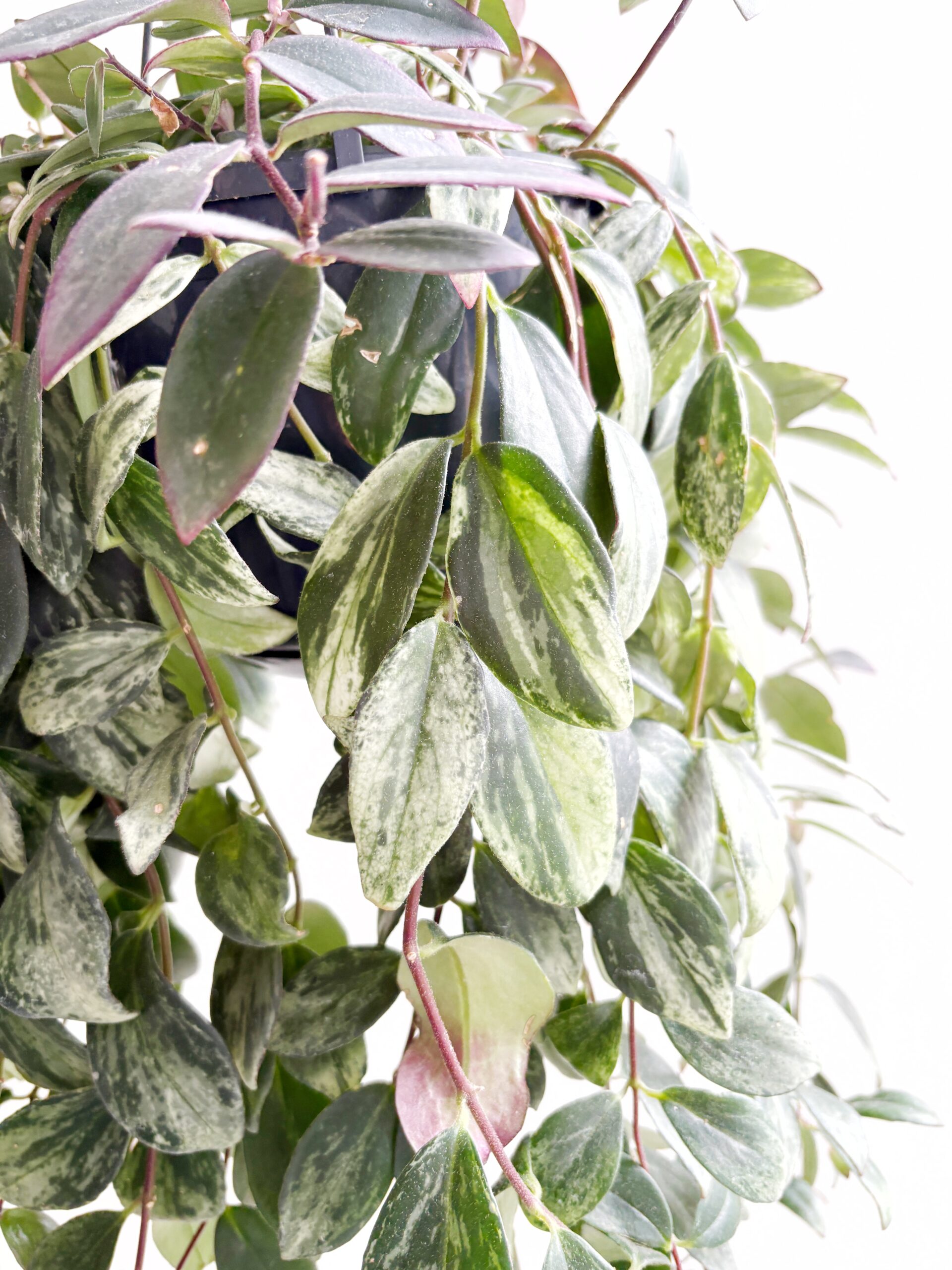 Aeschynanthus Radicans Variegata