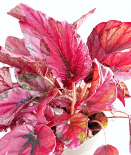 Begonia Rex Red Heart