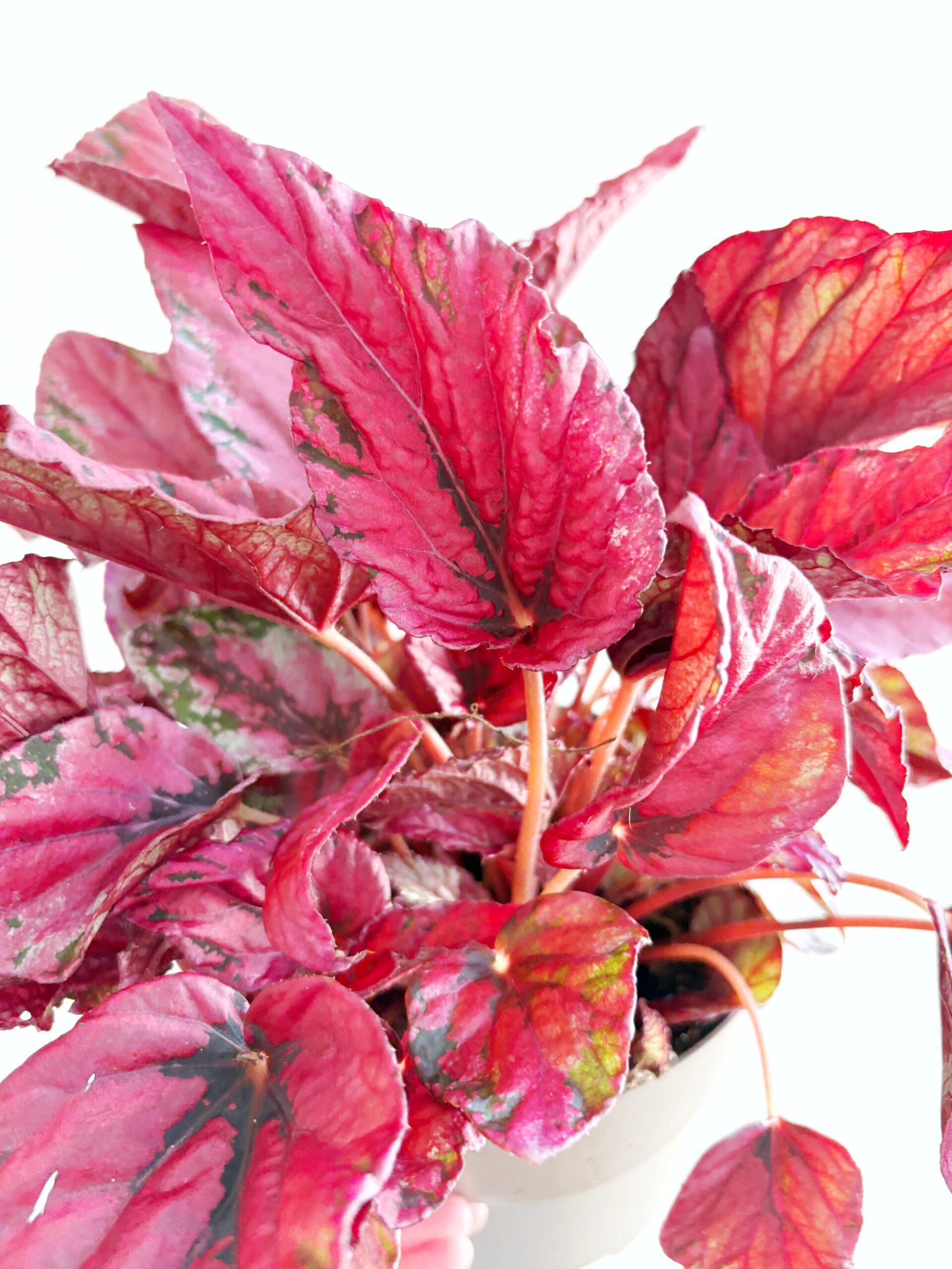 Begonia Rex Red Heart