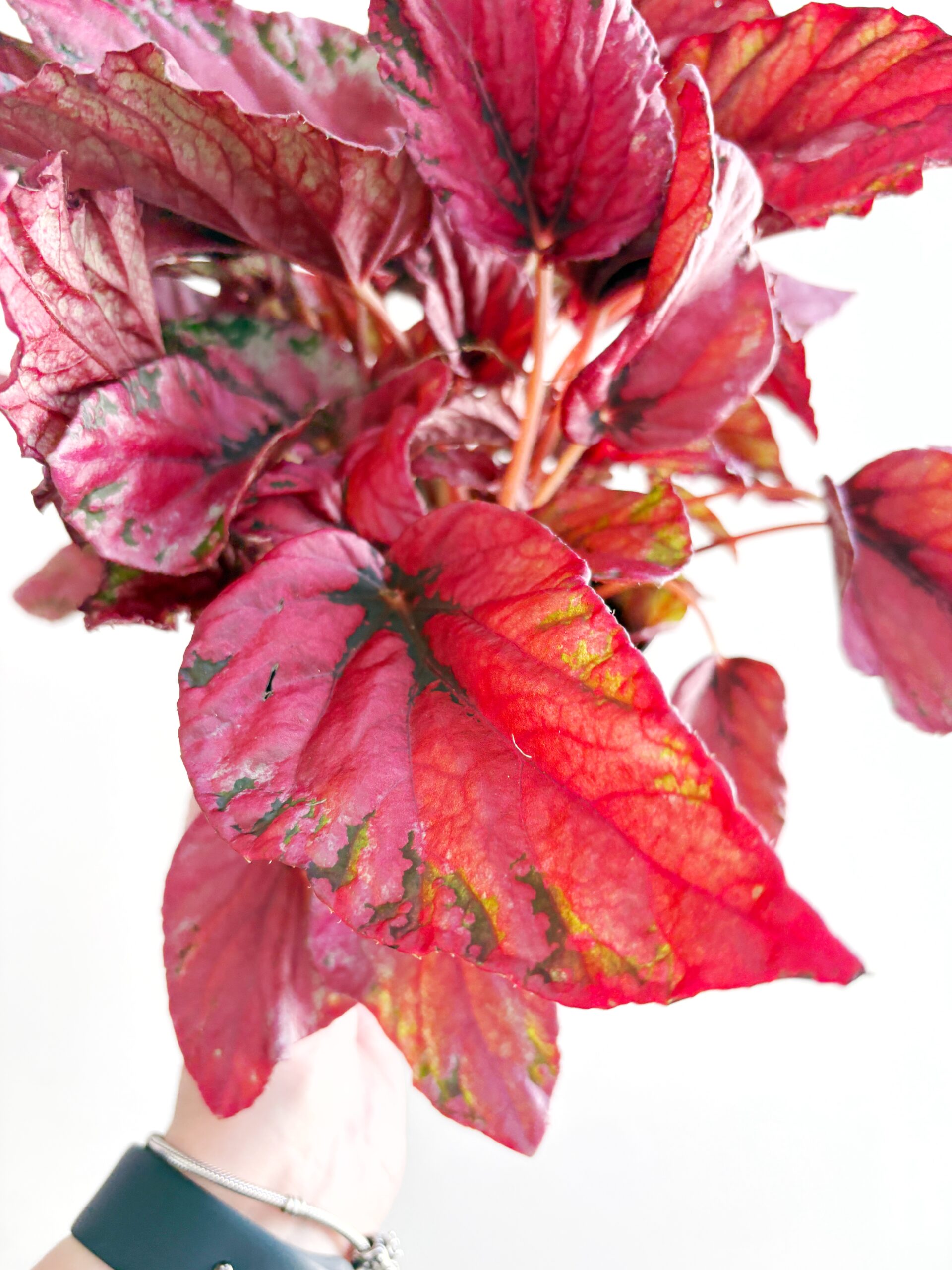 Begonia Rex Red Heart - Afbeelding 3