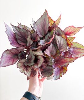 Begonia Rex 'Maori Haze'