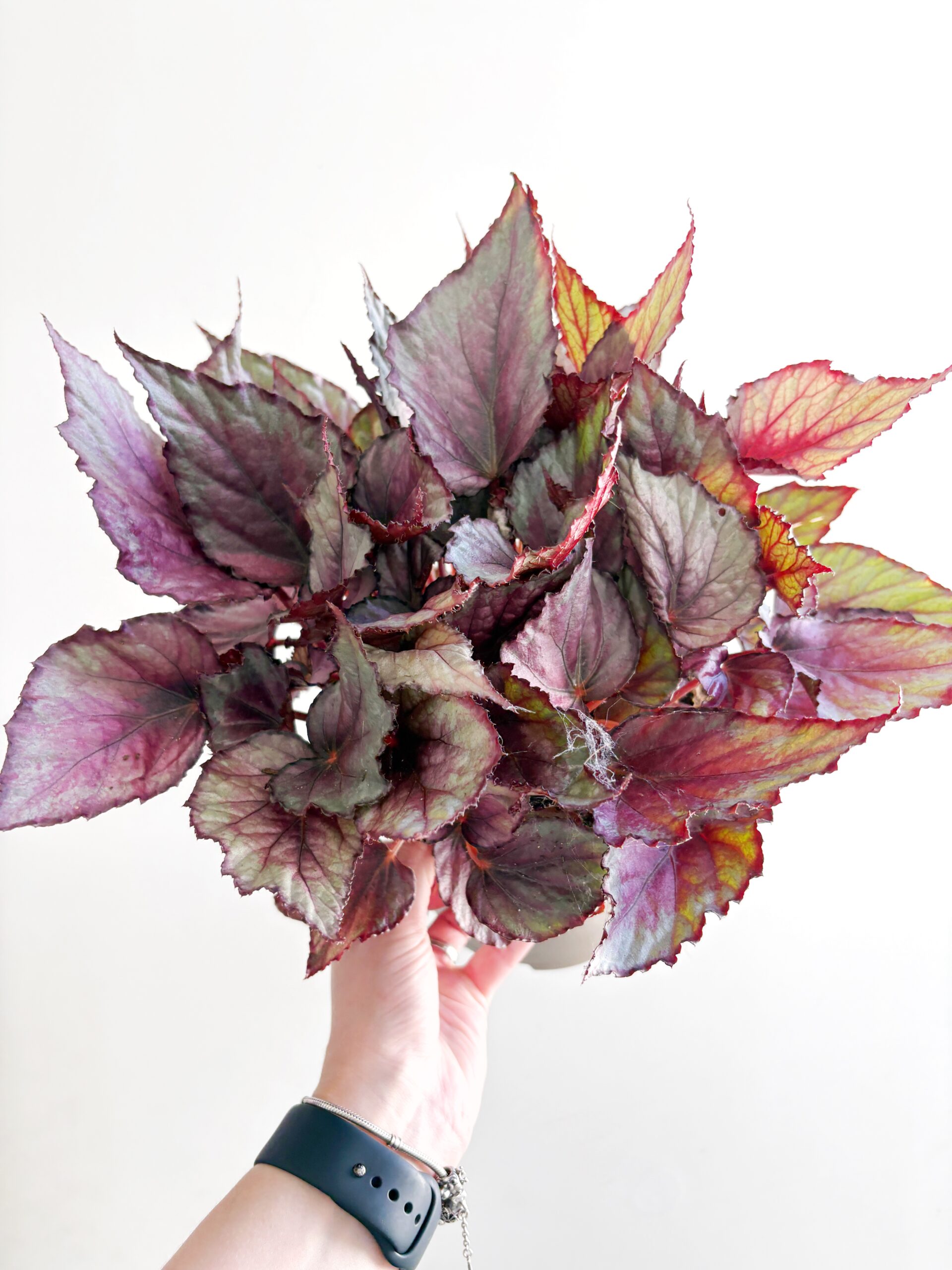 Begonia Rex 'Maori Haze'