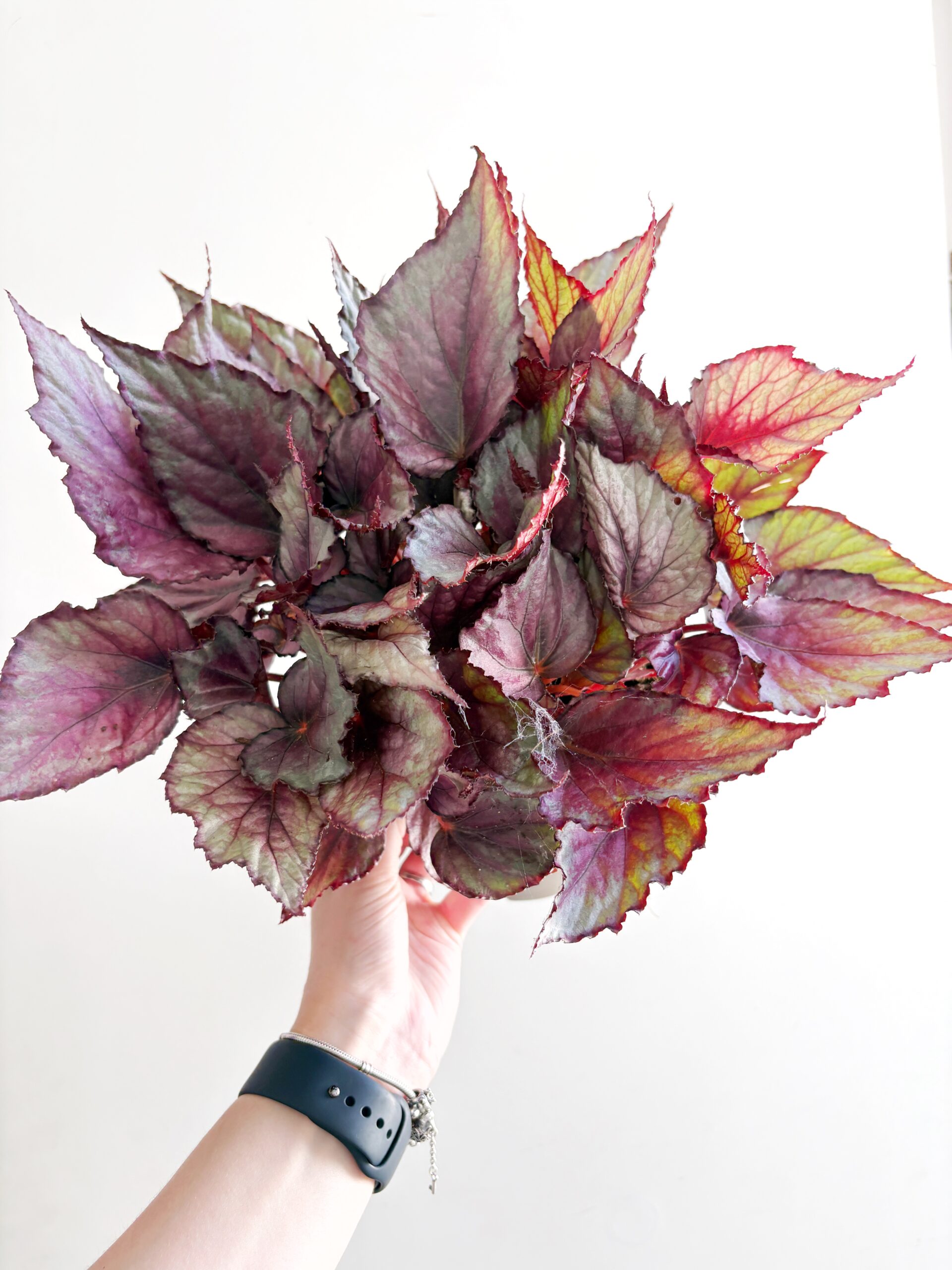 Begonia Rex 'Maori Haze' - Afbeelding 3