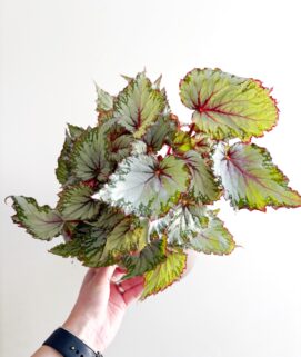 Begonia Rex 'Festive Sterling'