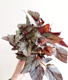 Begonia Rex ‘Bolero’