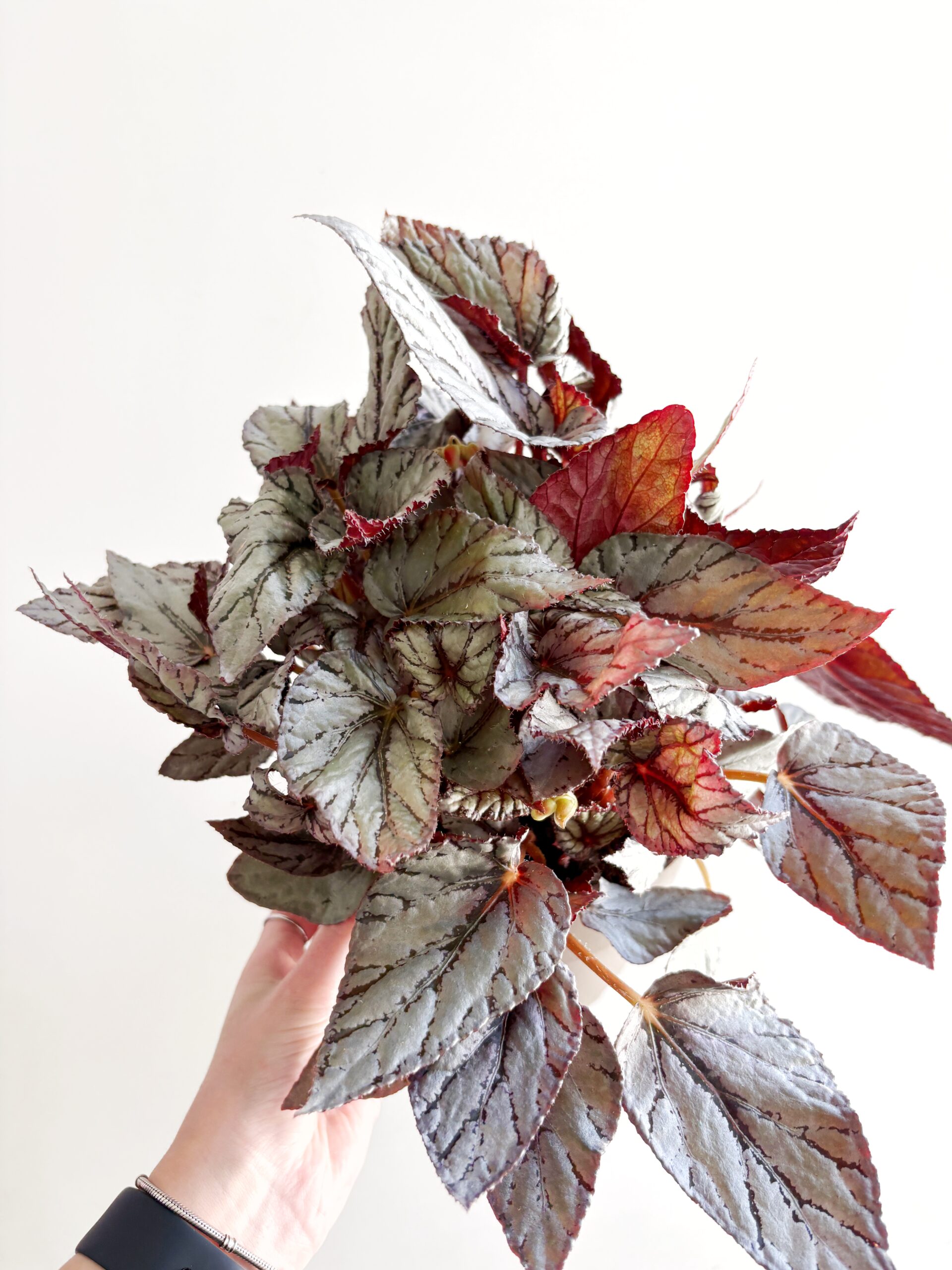 Begonia Rex ‘Bolero’
