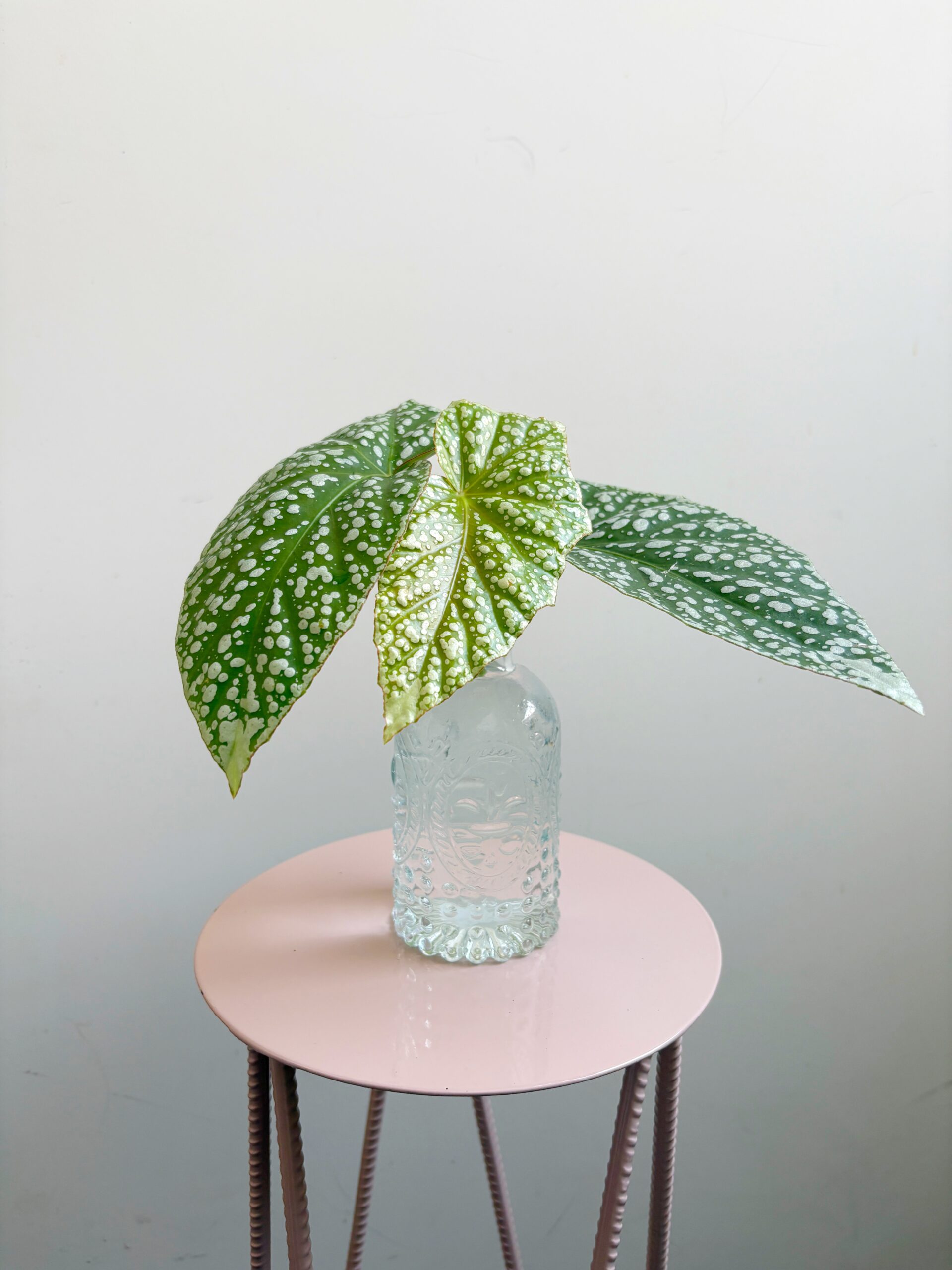 Begonia ‘Corallina de Lucerna’ - Afbeelding 3