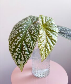 Begonia ‘Corallina de Lucerna’
