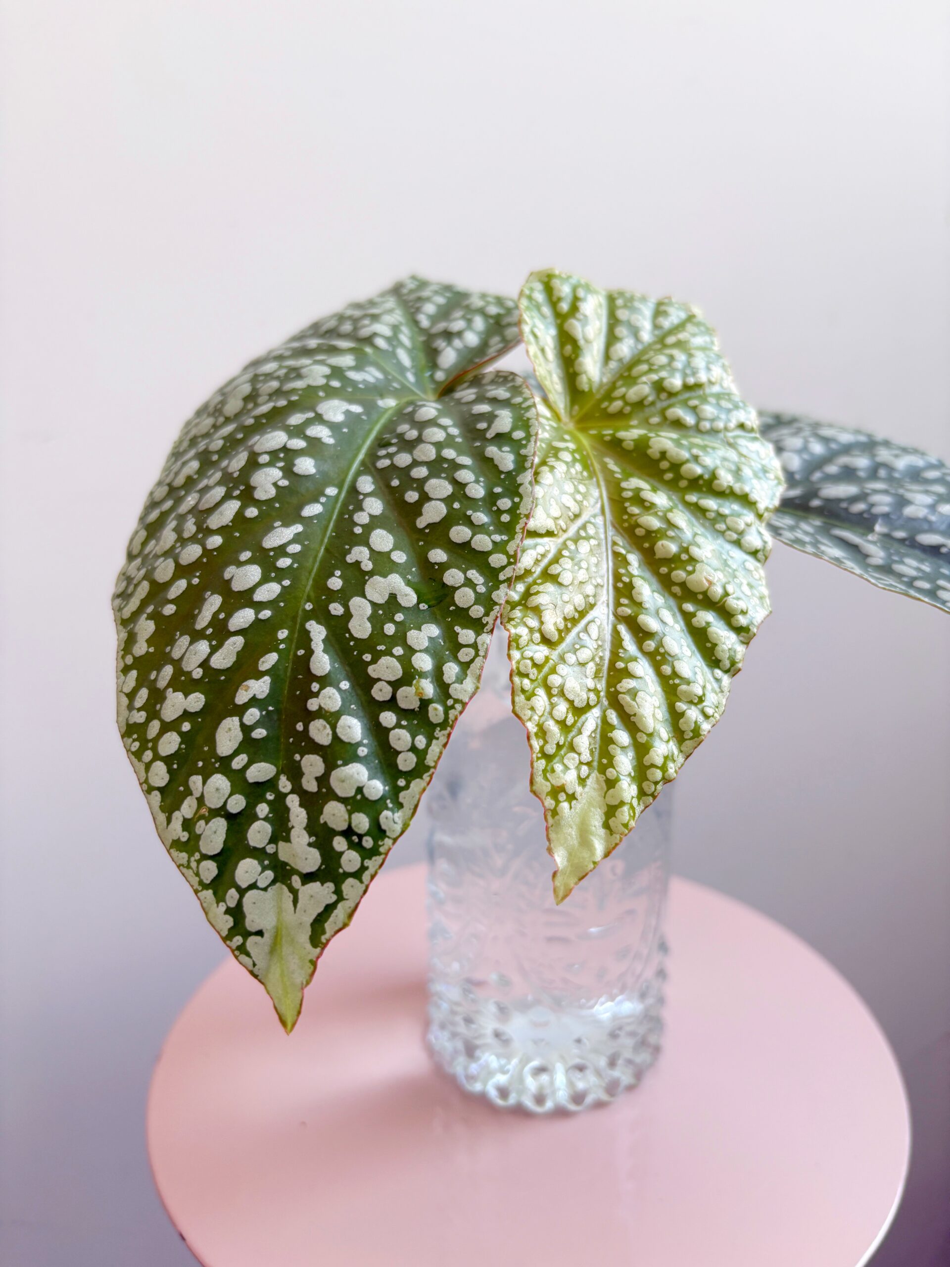 Begonia ‘Corallina de Lucerna’