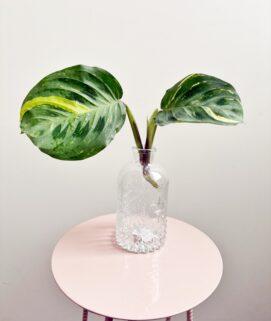 Maranta Leuconeura Kerchoveana Variegata