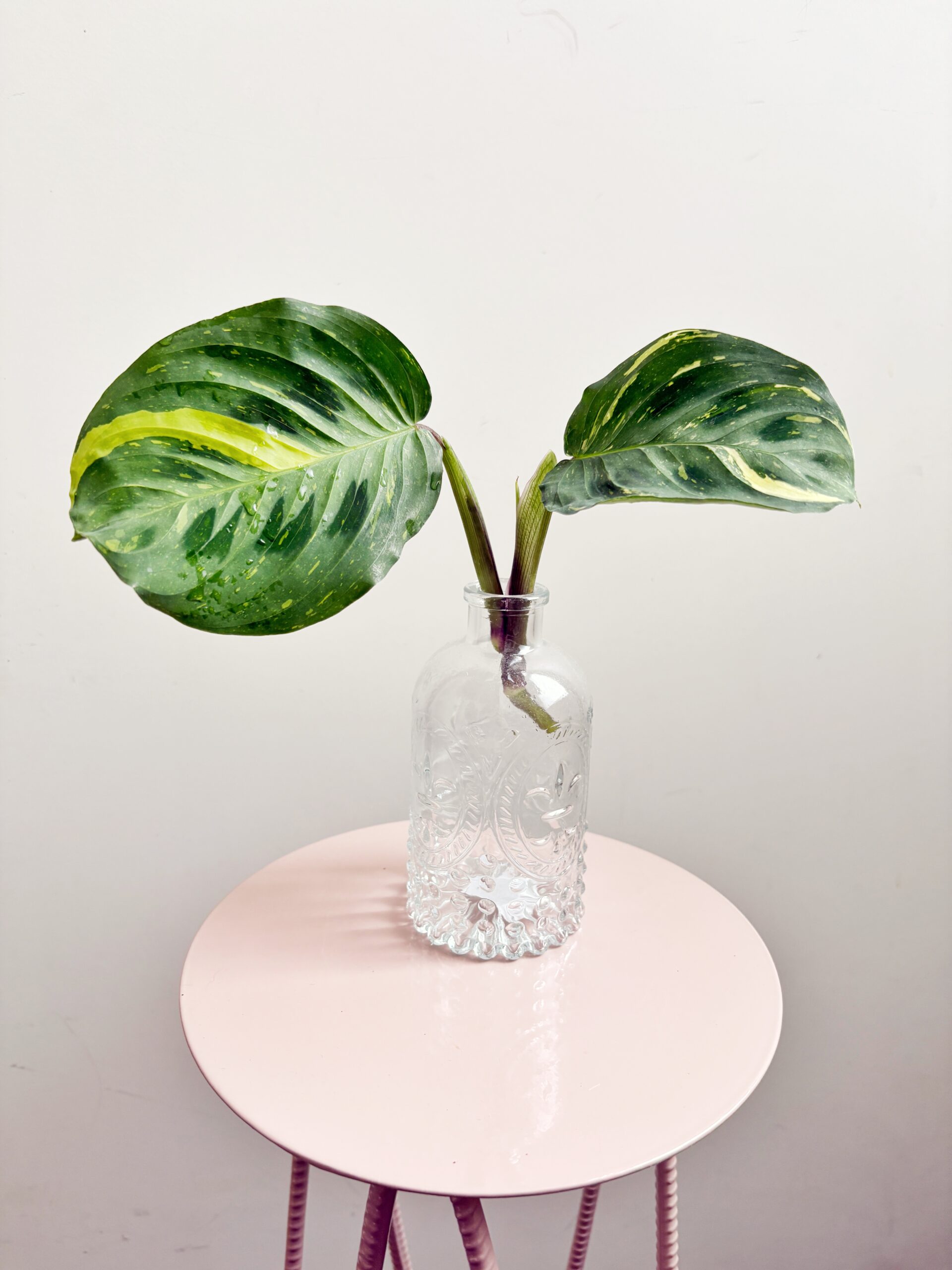 Maranta Leuconeura Kerchoveana Variegata