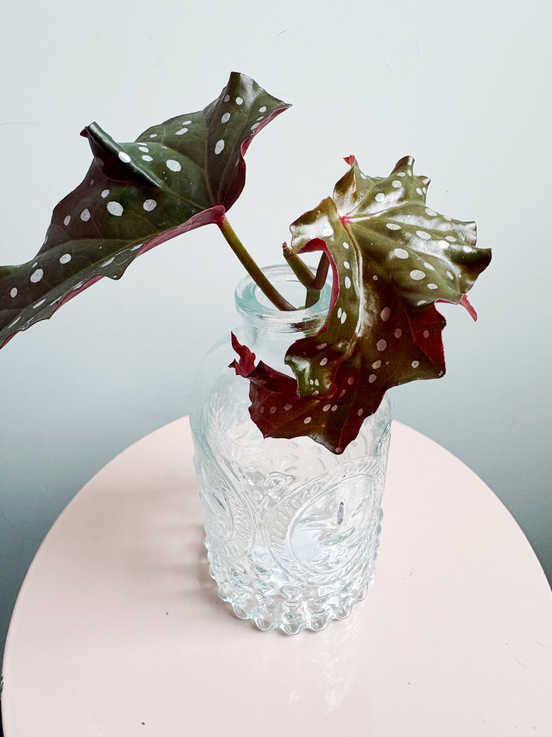 Begonia Maculata 'Black Forest' - Afbeelding 3