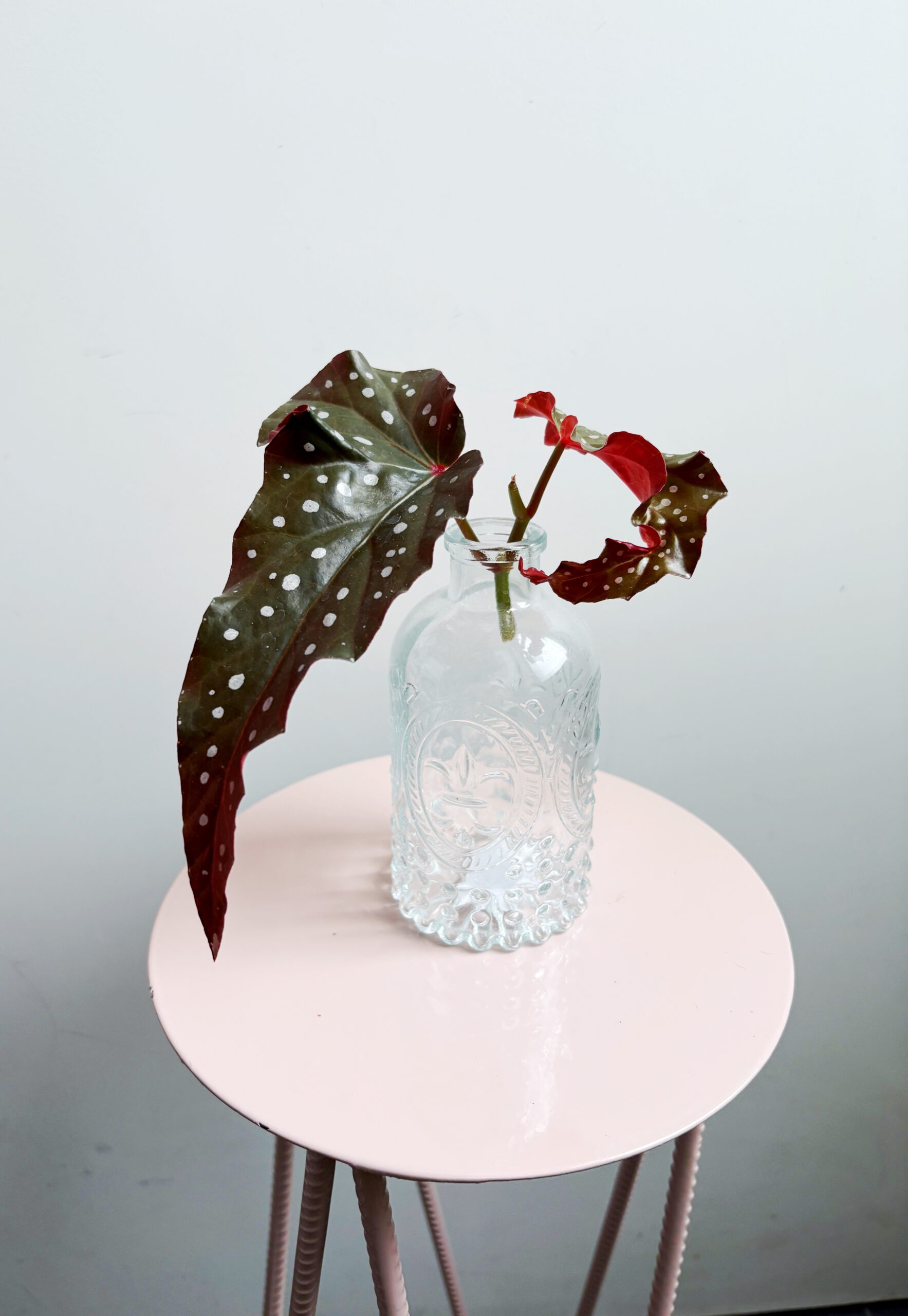 Begonia Maculata 'Black Forest' - Afbeelding 4