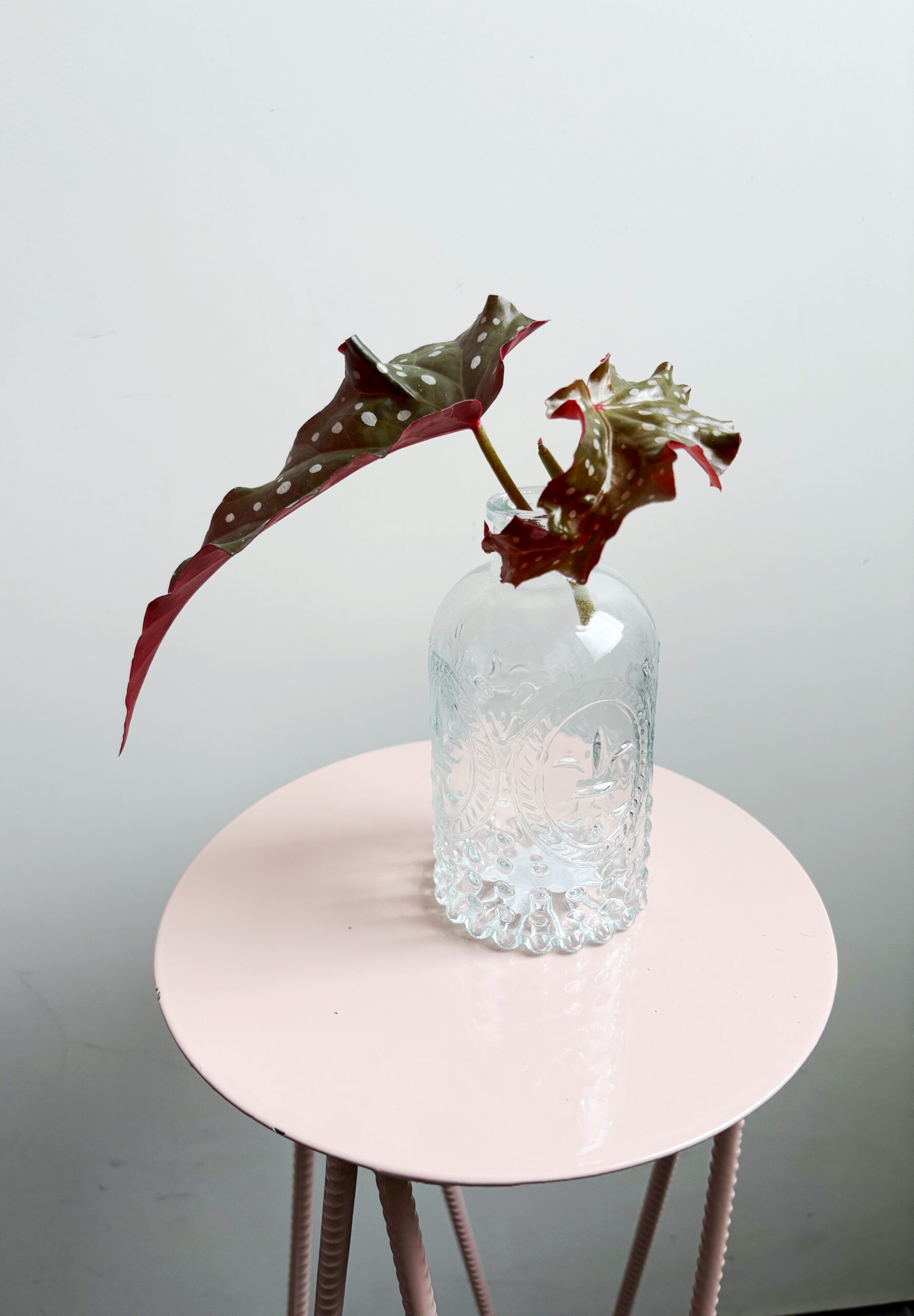 Begonia Maculata 'Black Forest' - Afbeelding 5